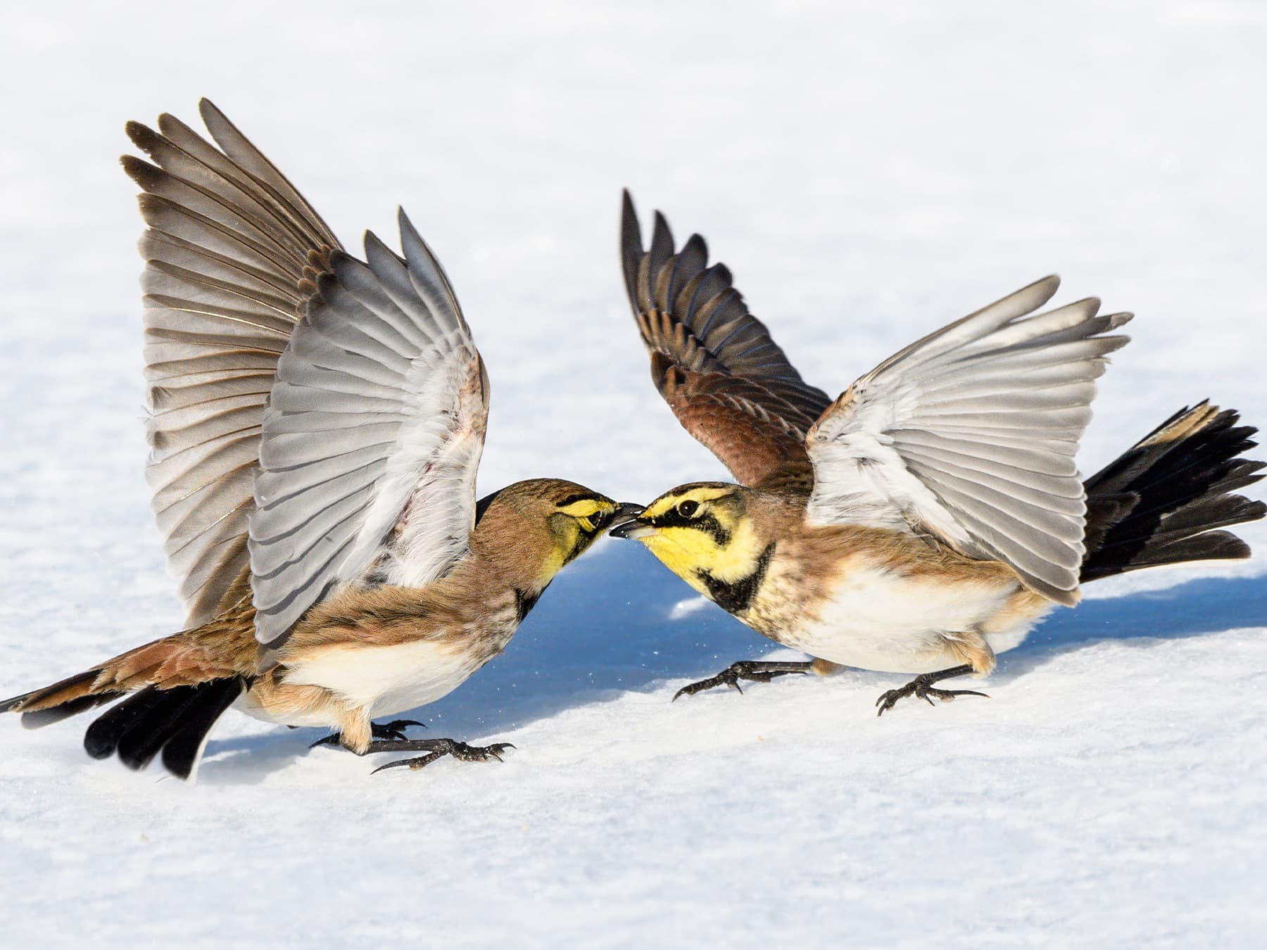 Two Horned Larks pecking at each other during the winter