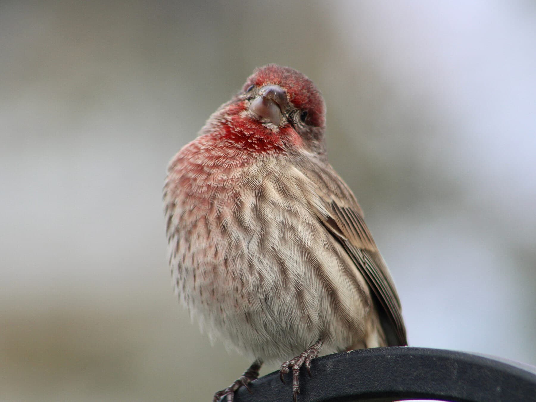 House finch close up