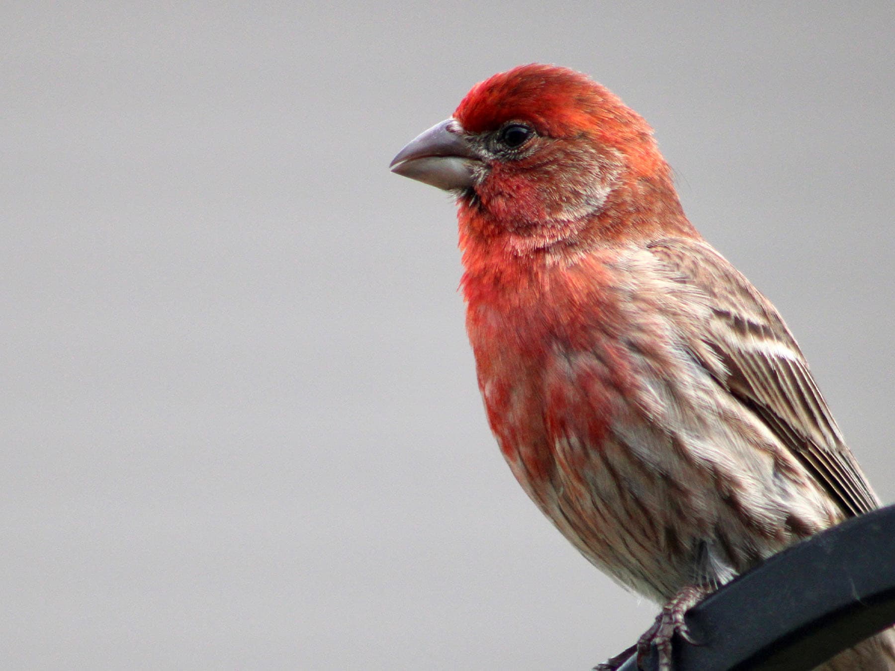 Close-up of a House Finch