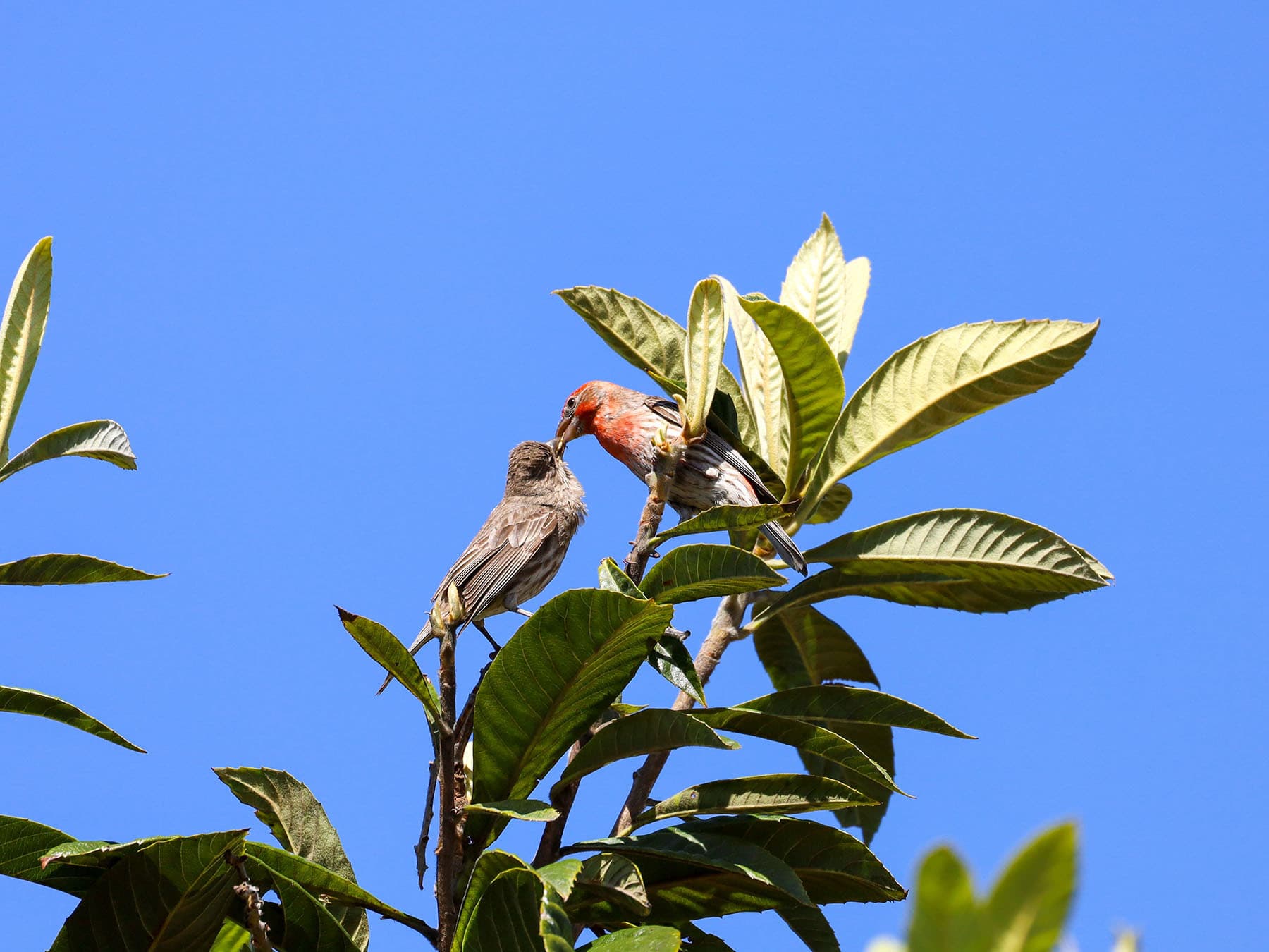 House finch courtship feeding