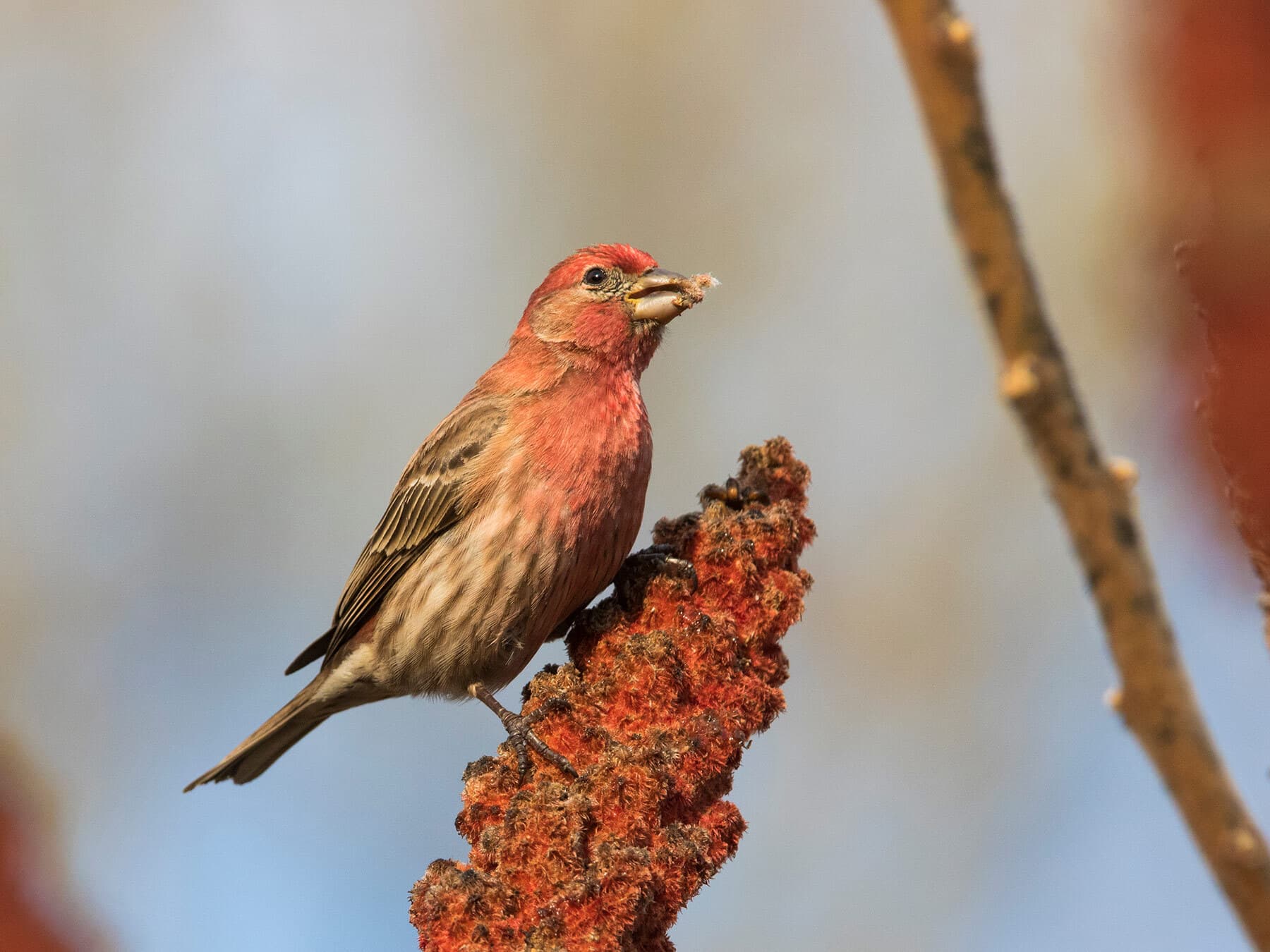 House finch diet