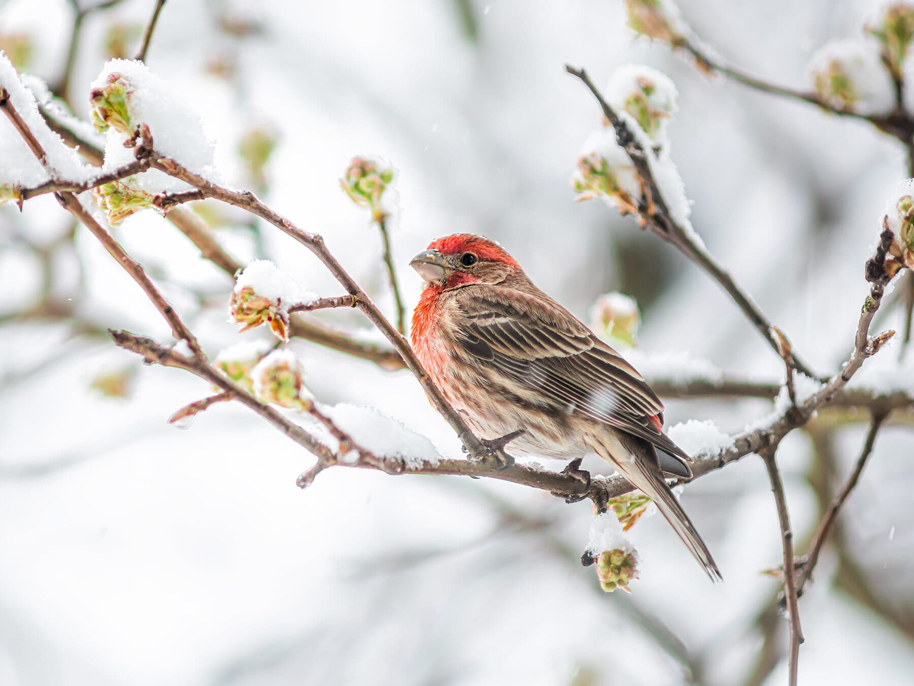 House finch during winter
