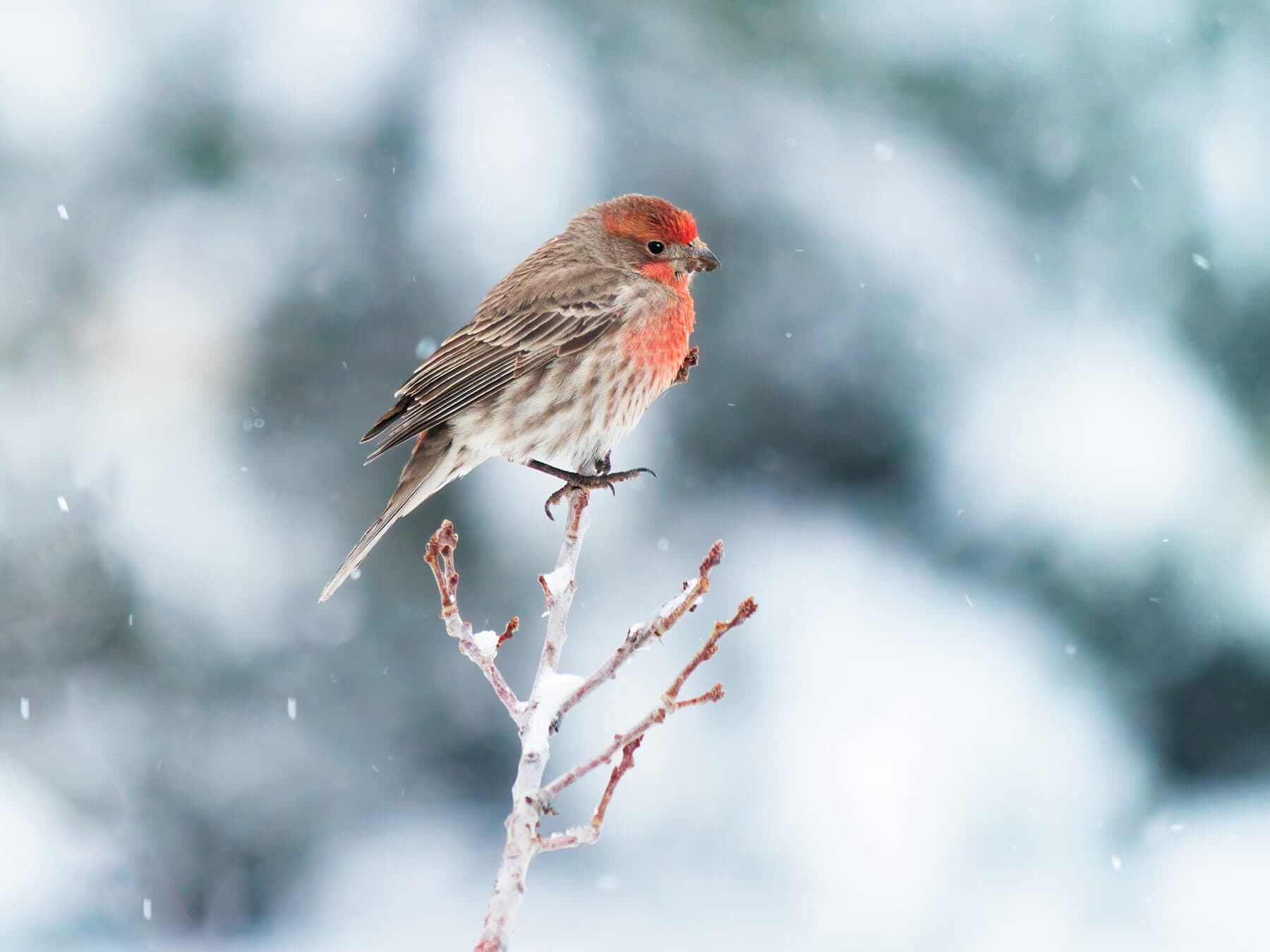 House finch during winter