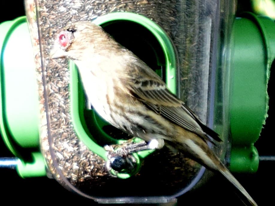 The same female House Finch, with its swollen eye, at a tube feeder in California: researchers think most transmission happens at feeders.