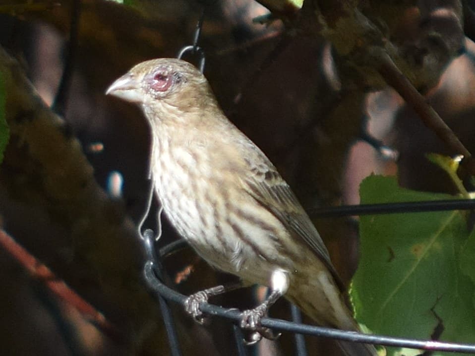 A female House Finch perched on a wire, with a red, swollen eye