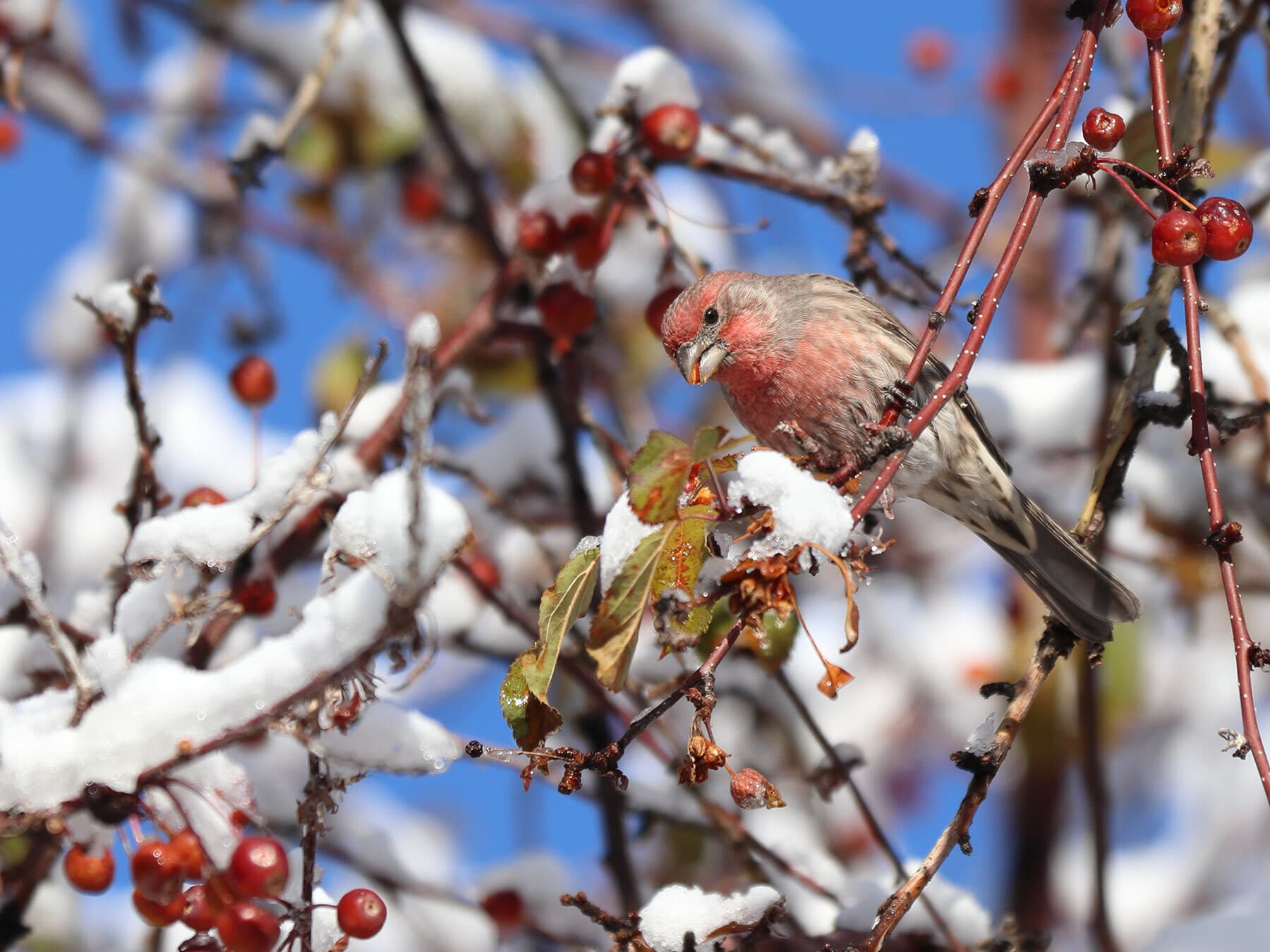 House finch feeding on berries