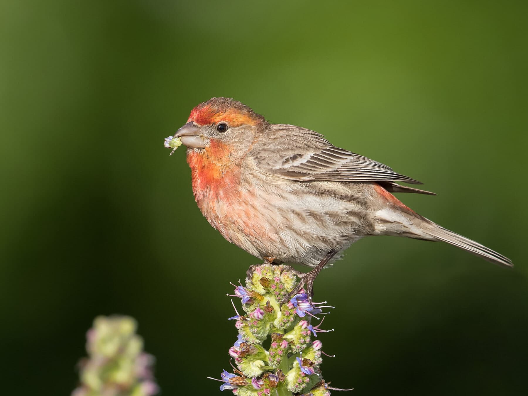 What Do House Finches Eat? Diet and Feeders