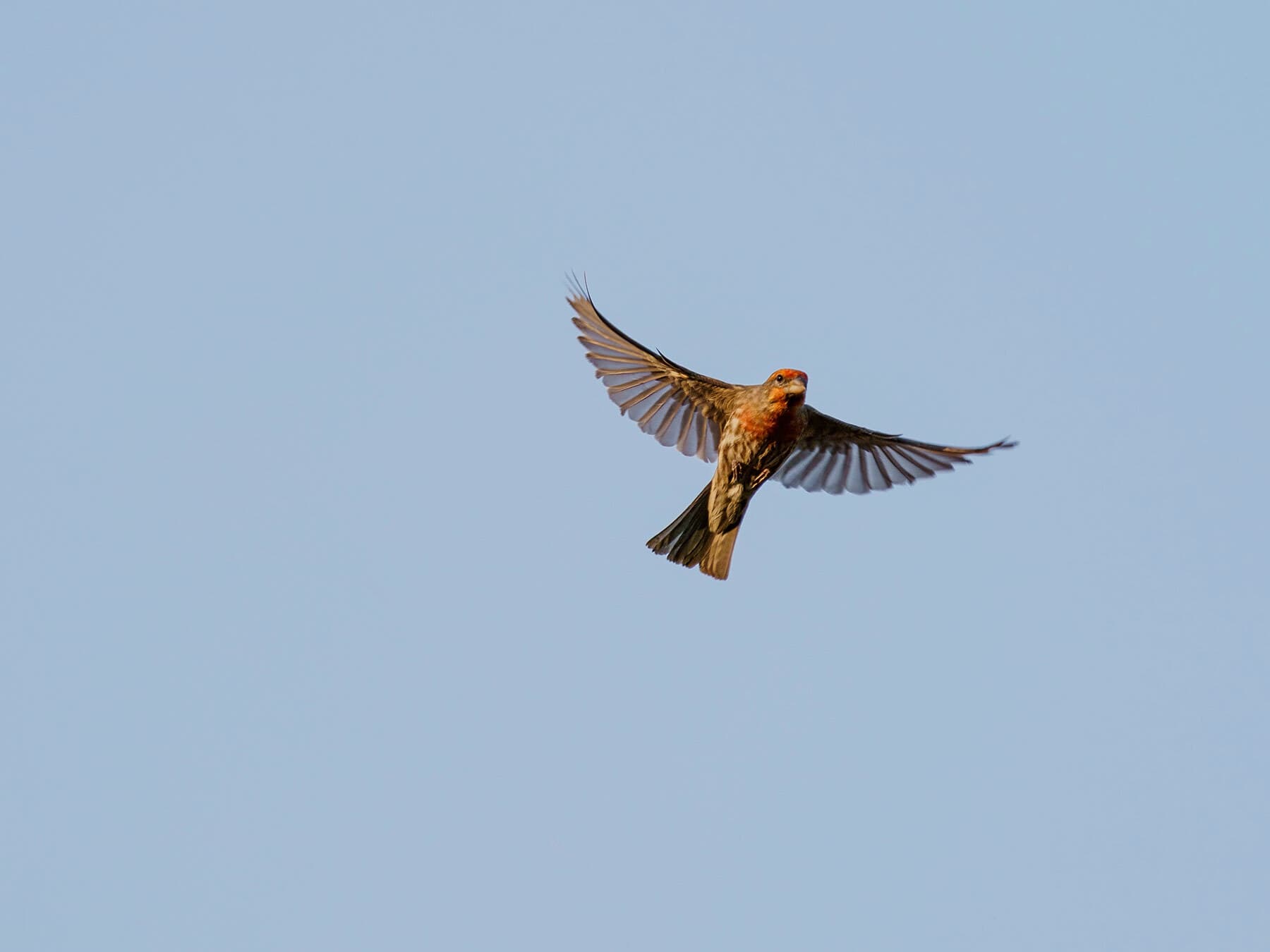 House finch in flight