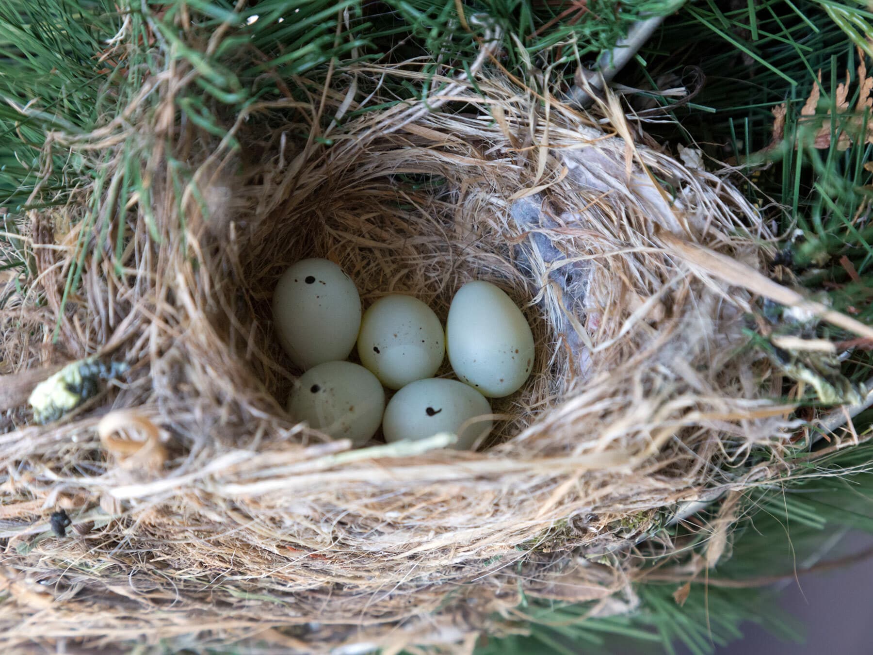 Small pale bluish-green House Finch eggs with fine speckles