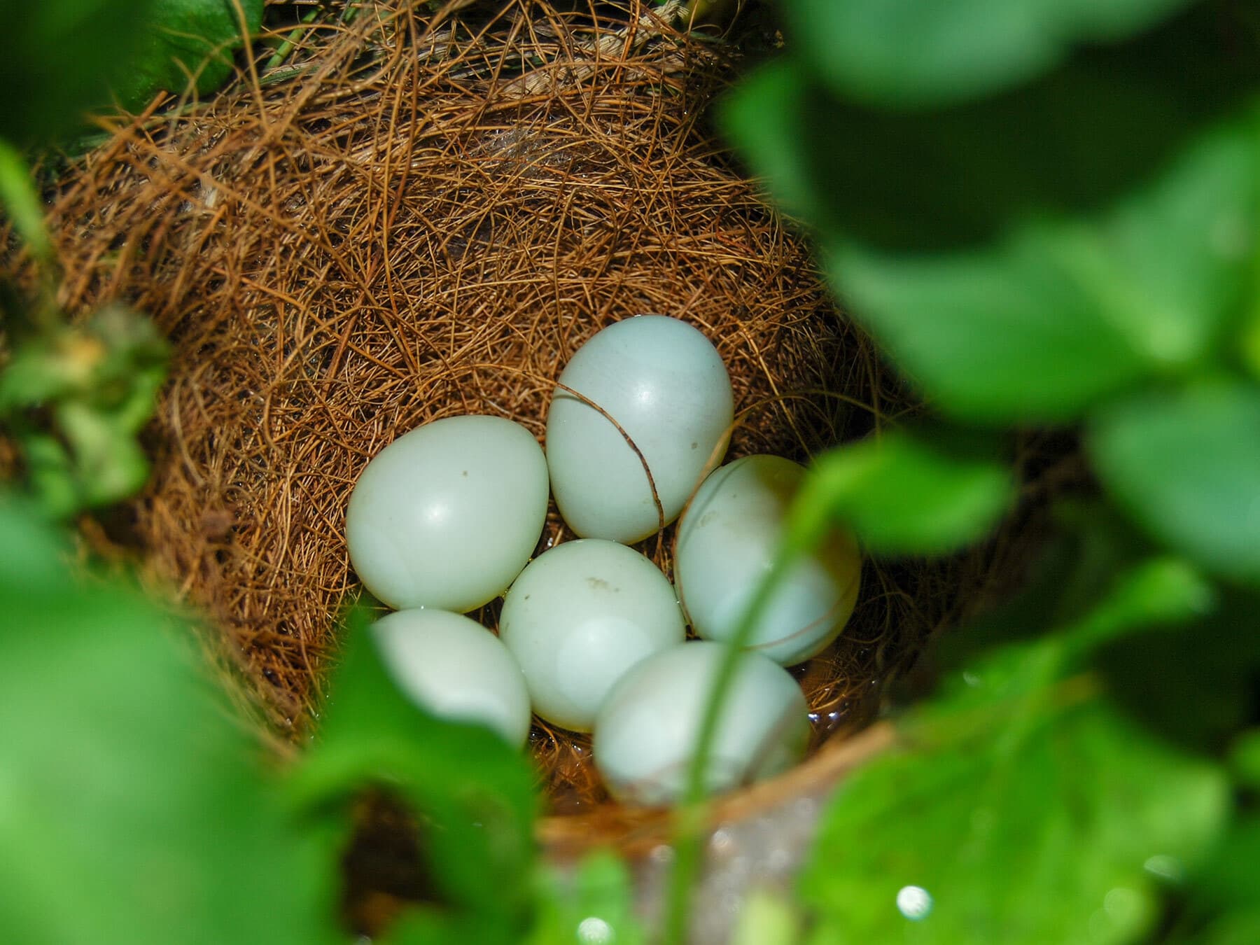 House finch nest with eggs