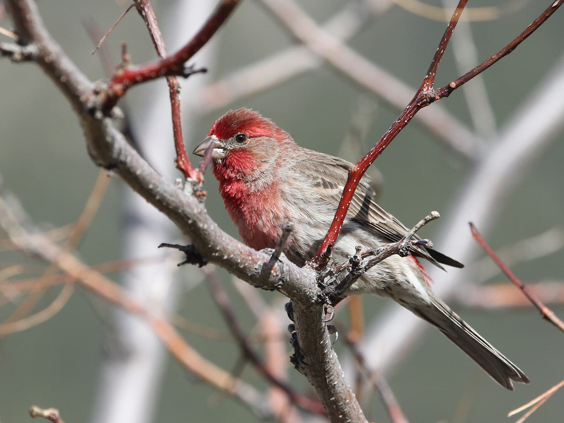 House Finch Nesting (Eggs, Location + Behavior)