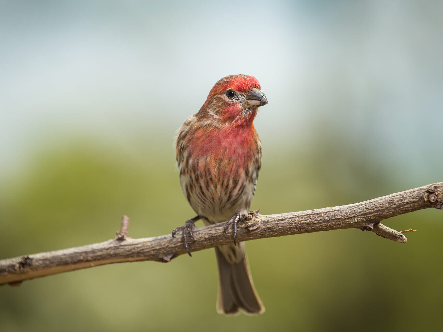 House finch on branch