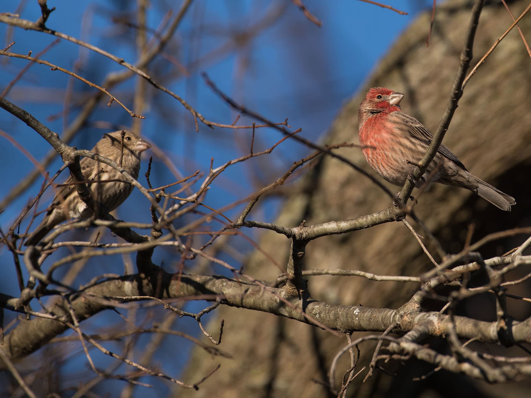 House finch pair