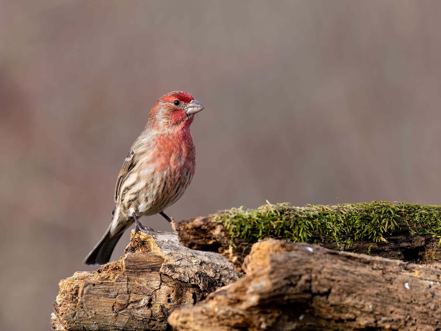 House finch perched