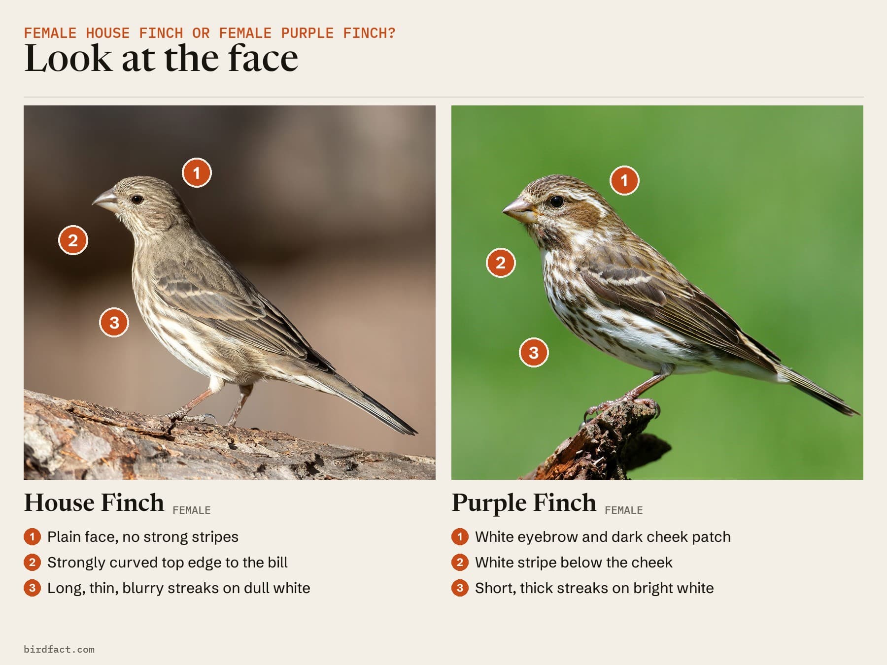 A female House Finch (left) and a female Purple Finch (right): look at the face
