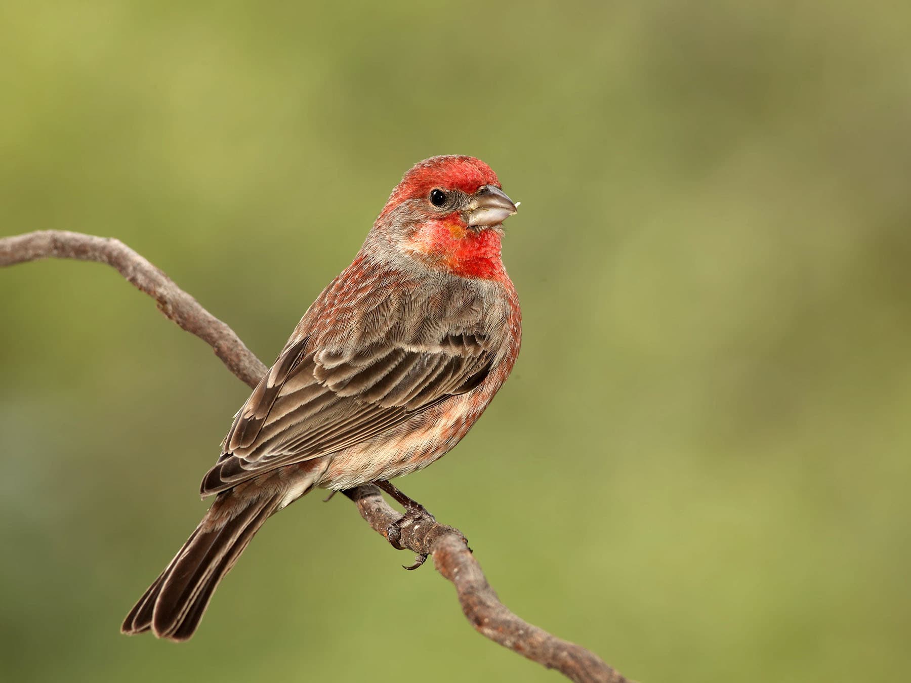 House Finch
