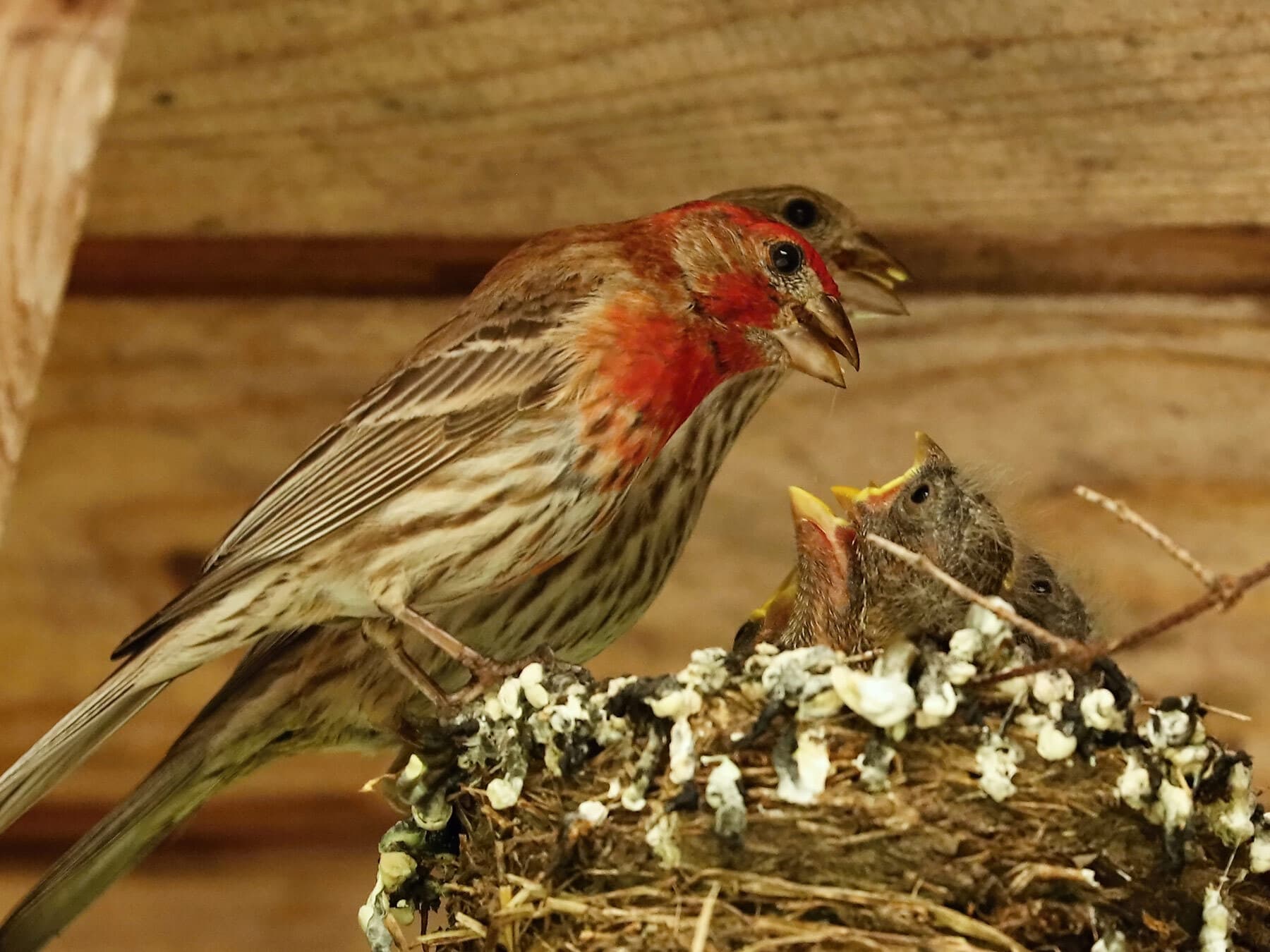 House finches feeding chicks