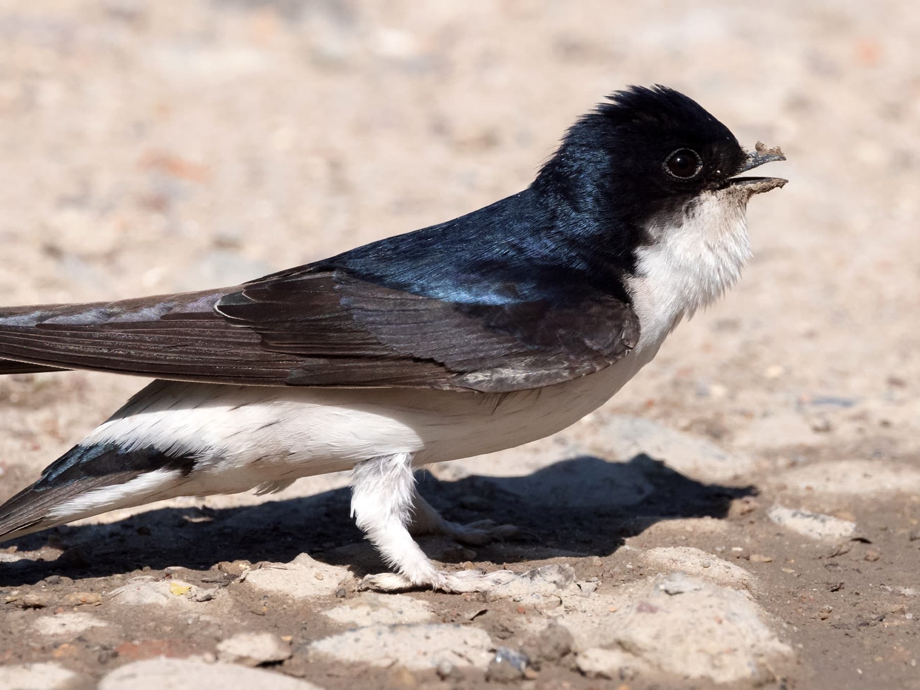 House Martin standing on stony ground chirping