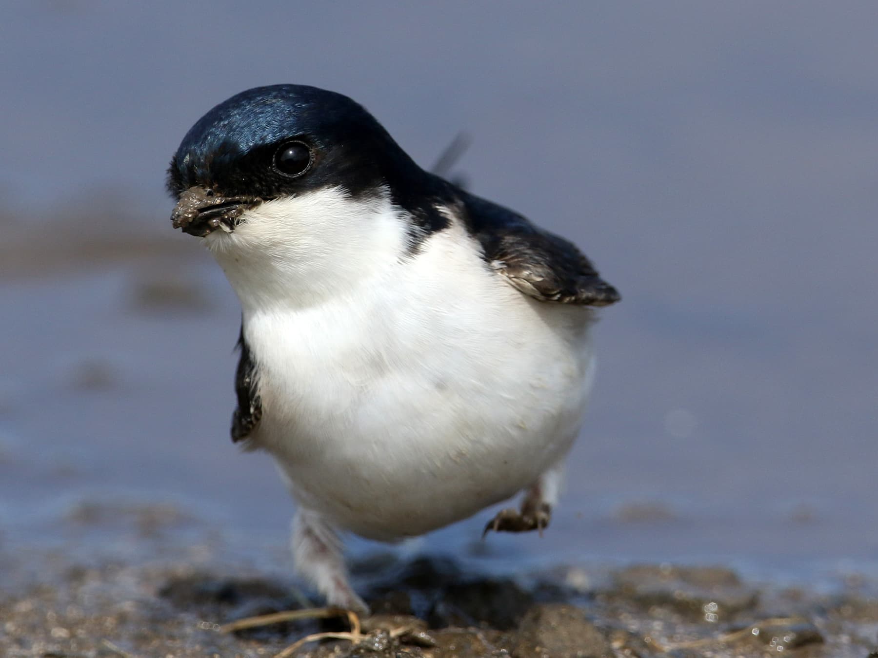 House Martin collecting mud for nest building