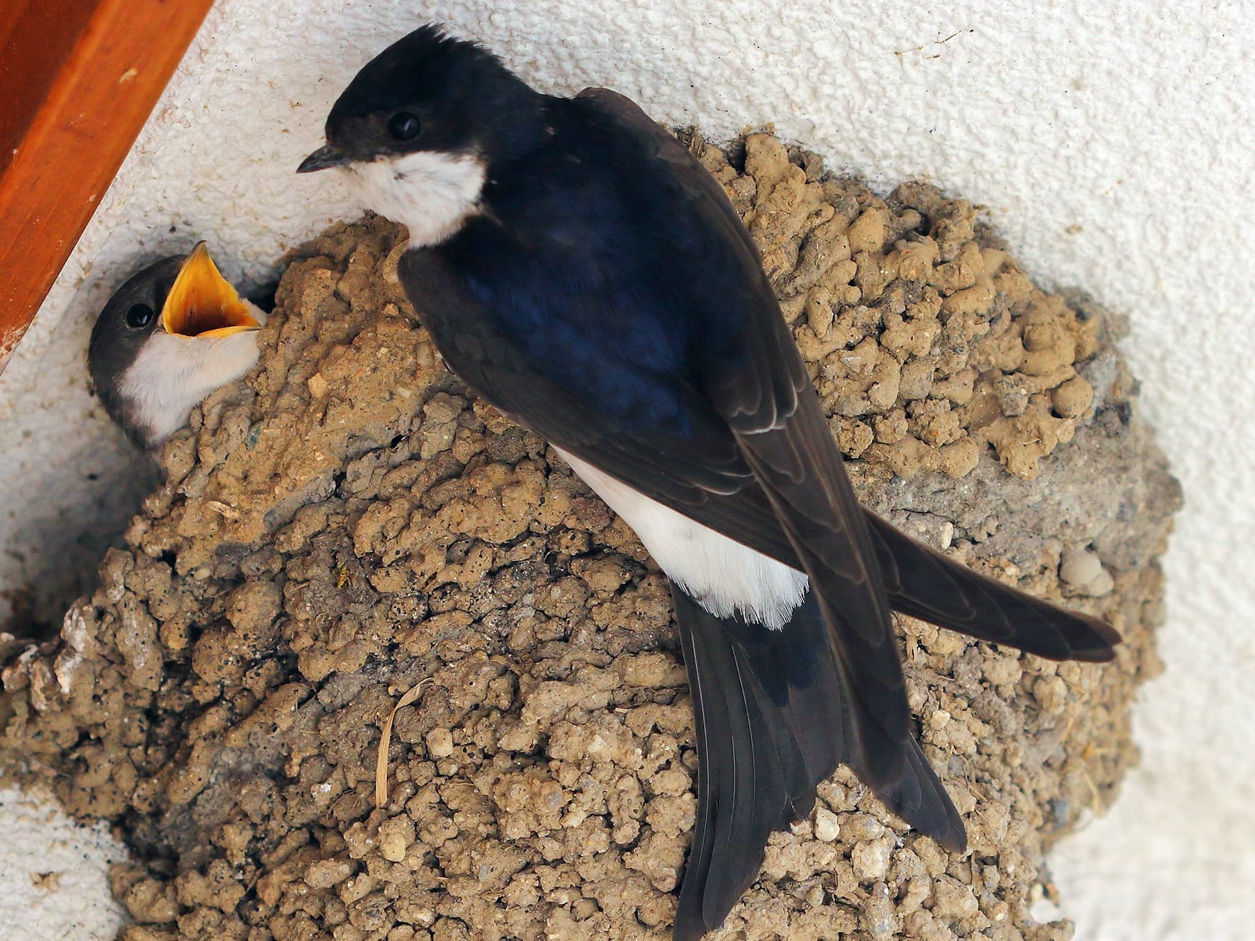 House Martin feeding its chick at the nest