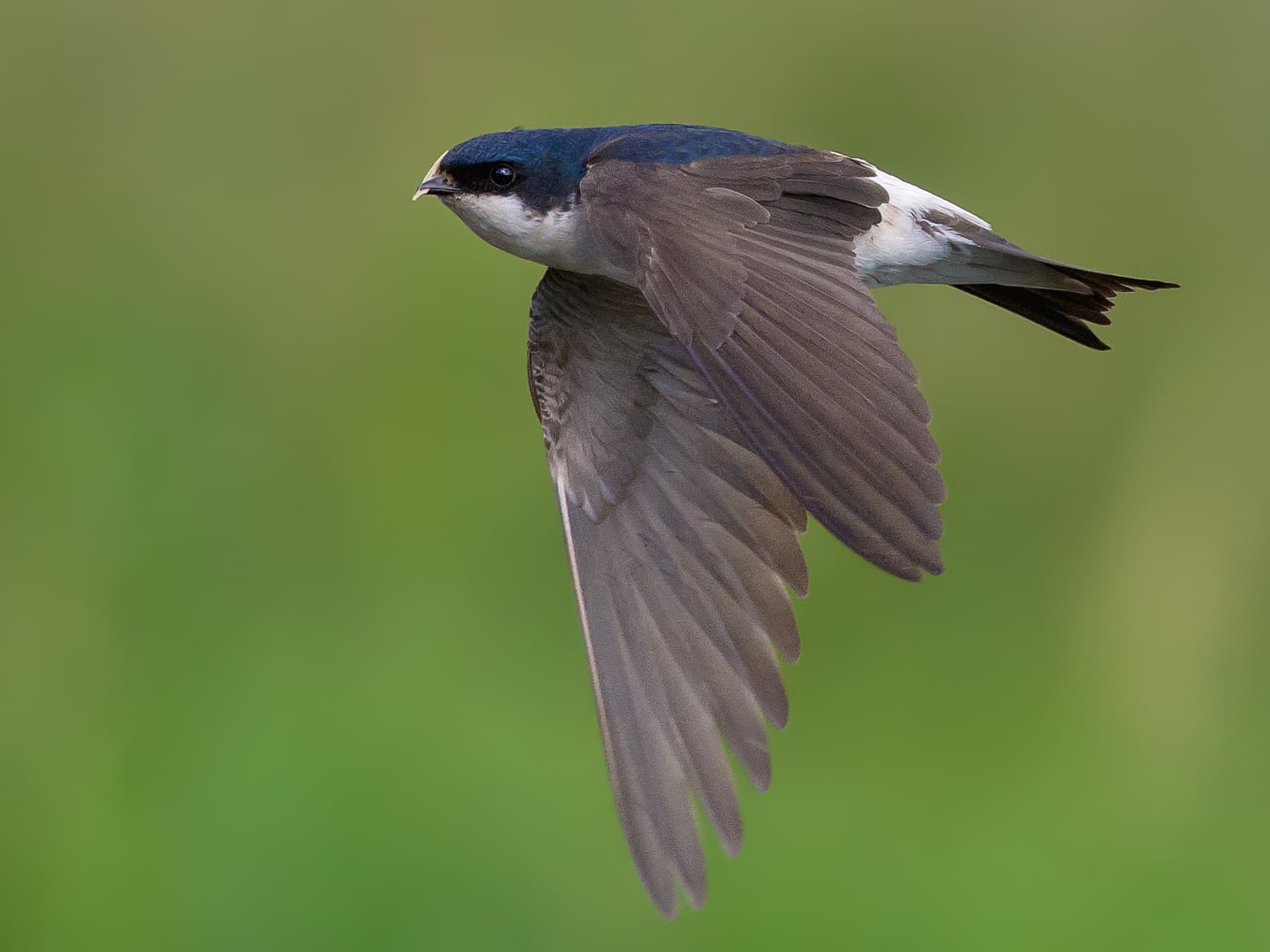 House Martin flying at great speed
