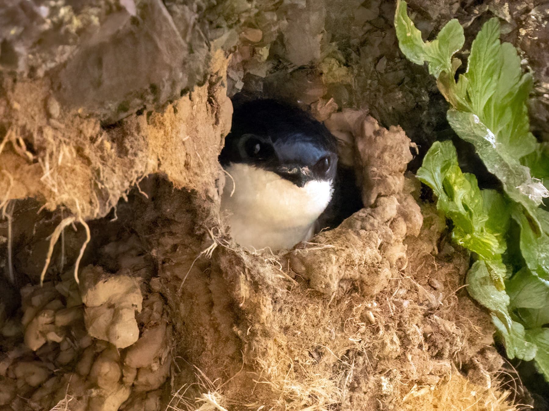 House Martin in cliffside nest