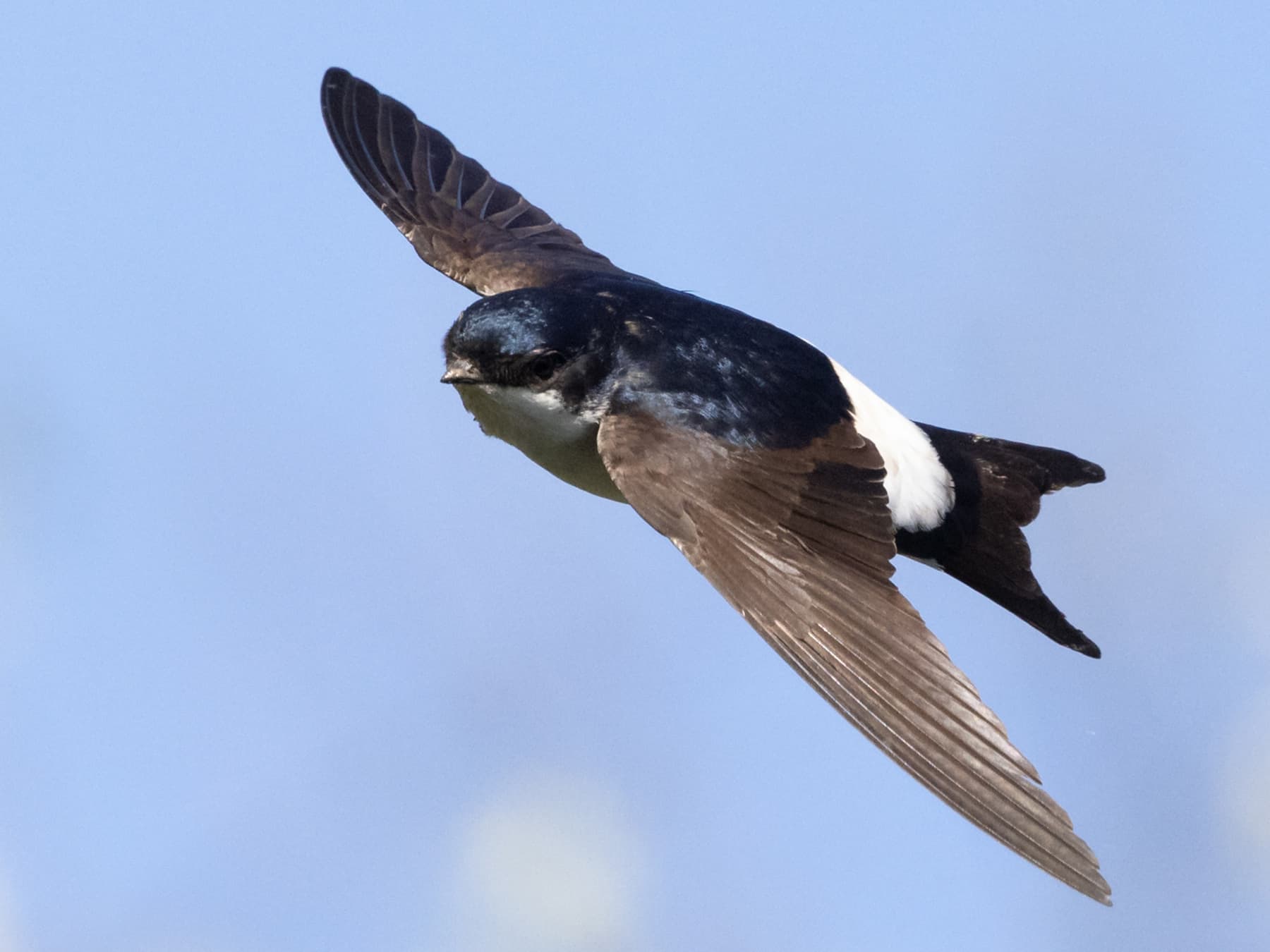 House Martin in-flight
