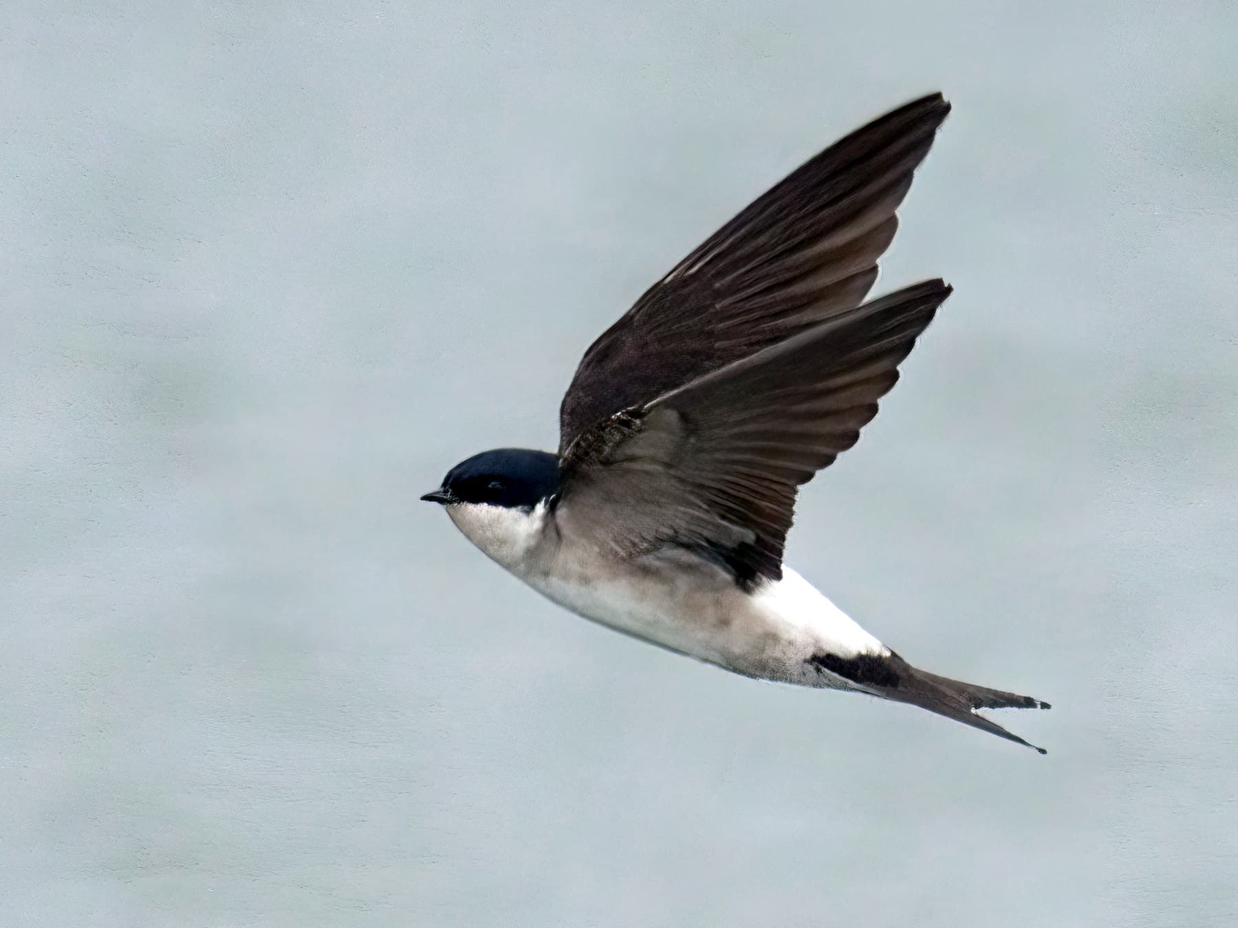 House Martin in-flight