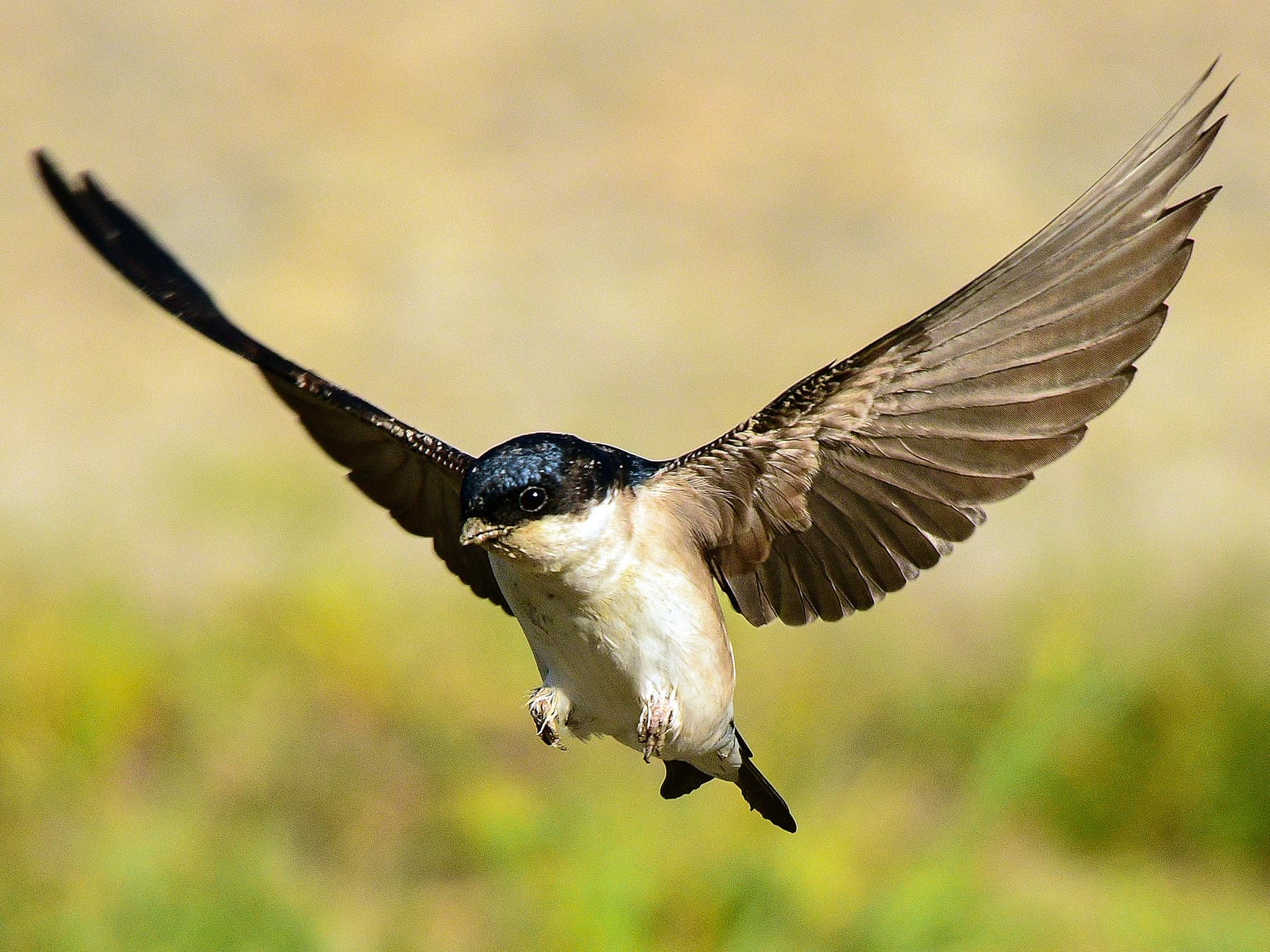 House Martin in-flight in pursuit of insects