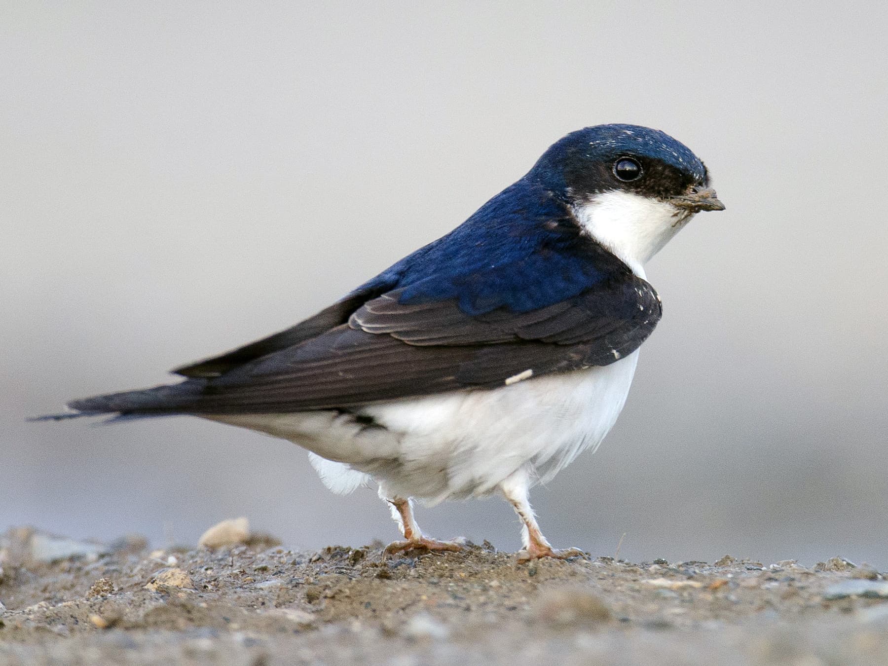 House Martin in natural habitat
