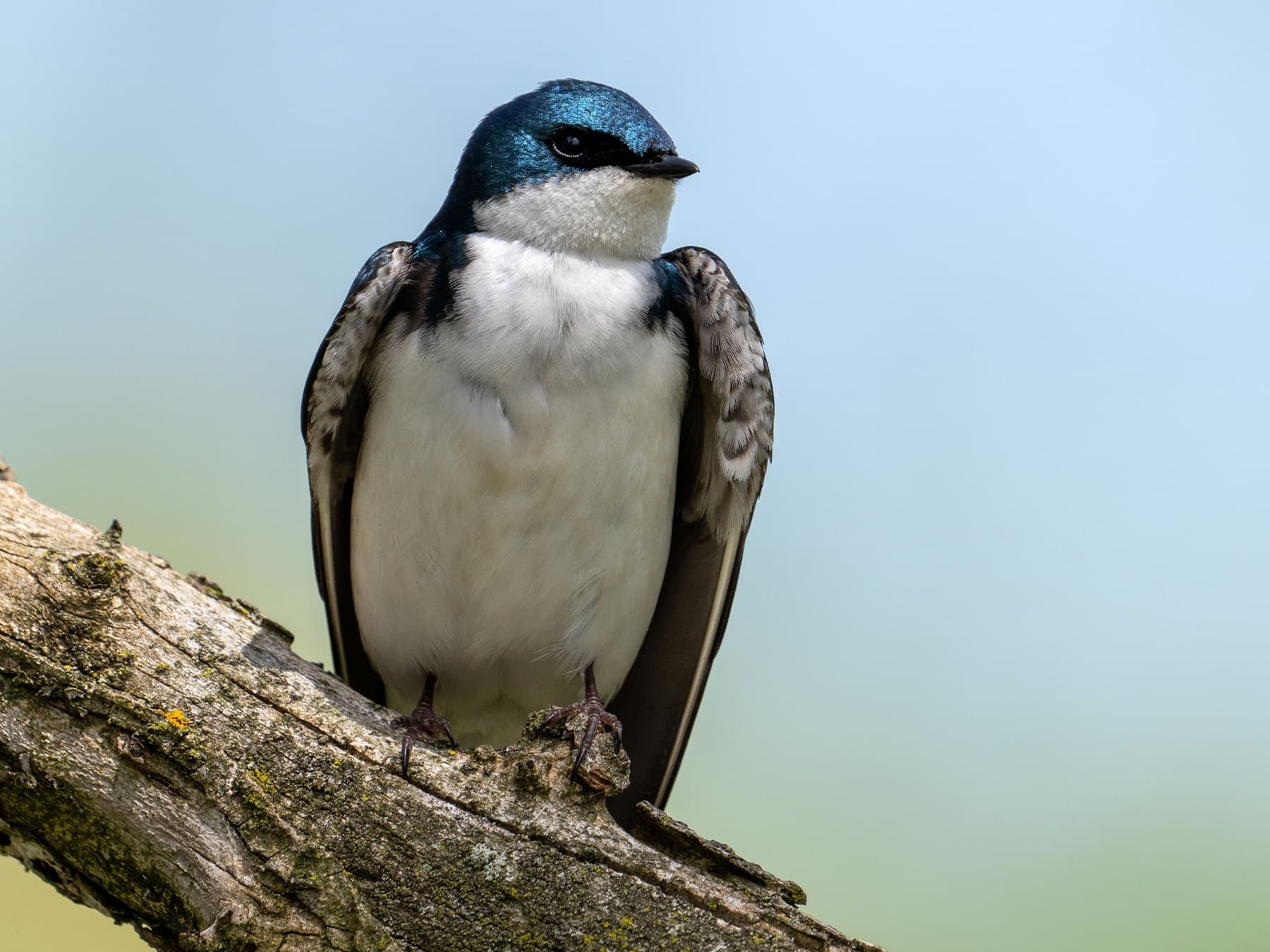 House Martin resting on a branch
