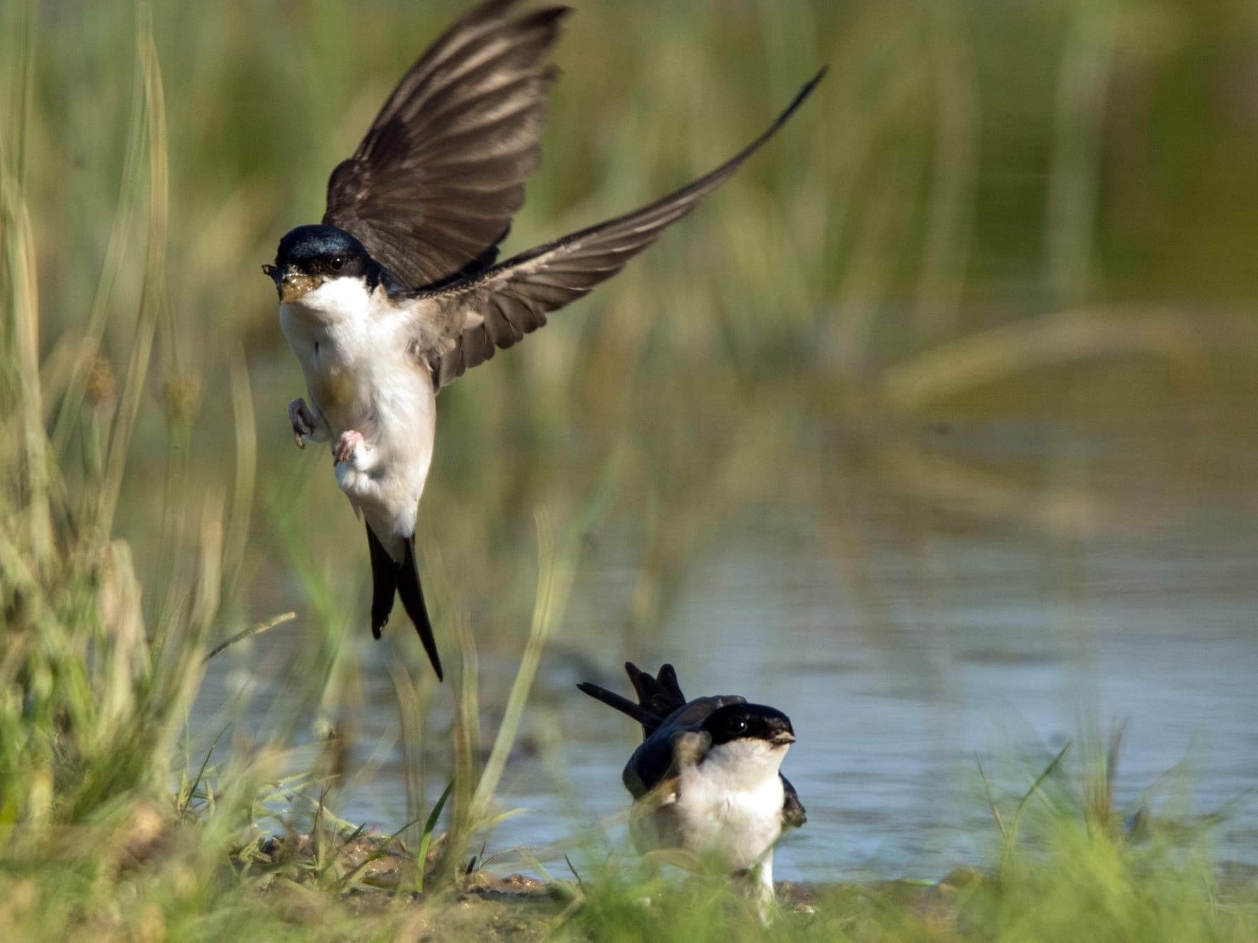 Pair of House Martins by waterside