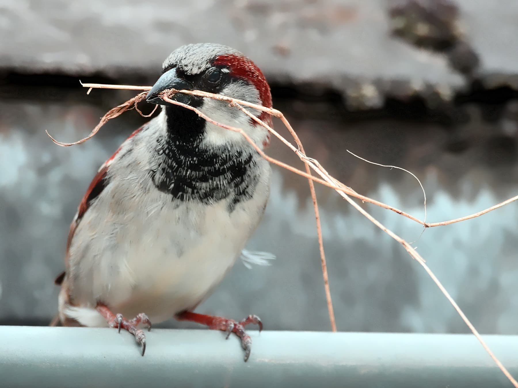House Sparrow collecting nesting materials