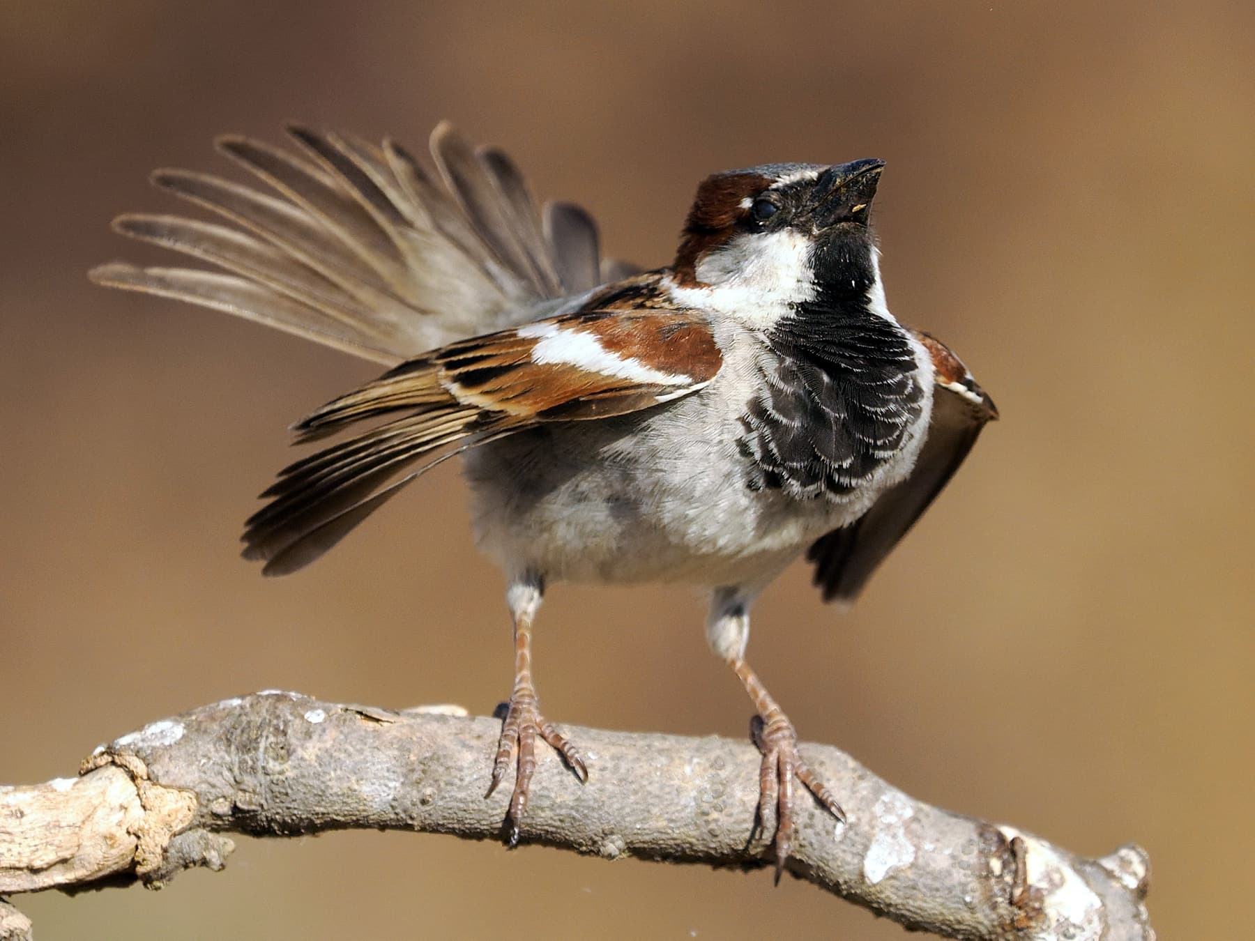 House Sparrow perching on a branch