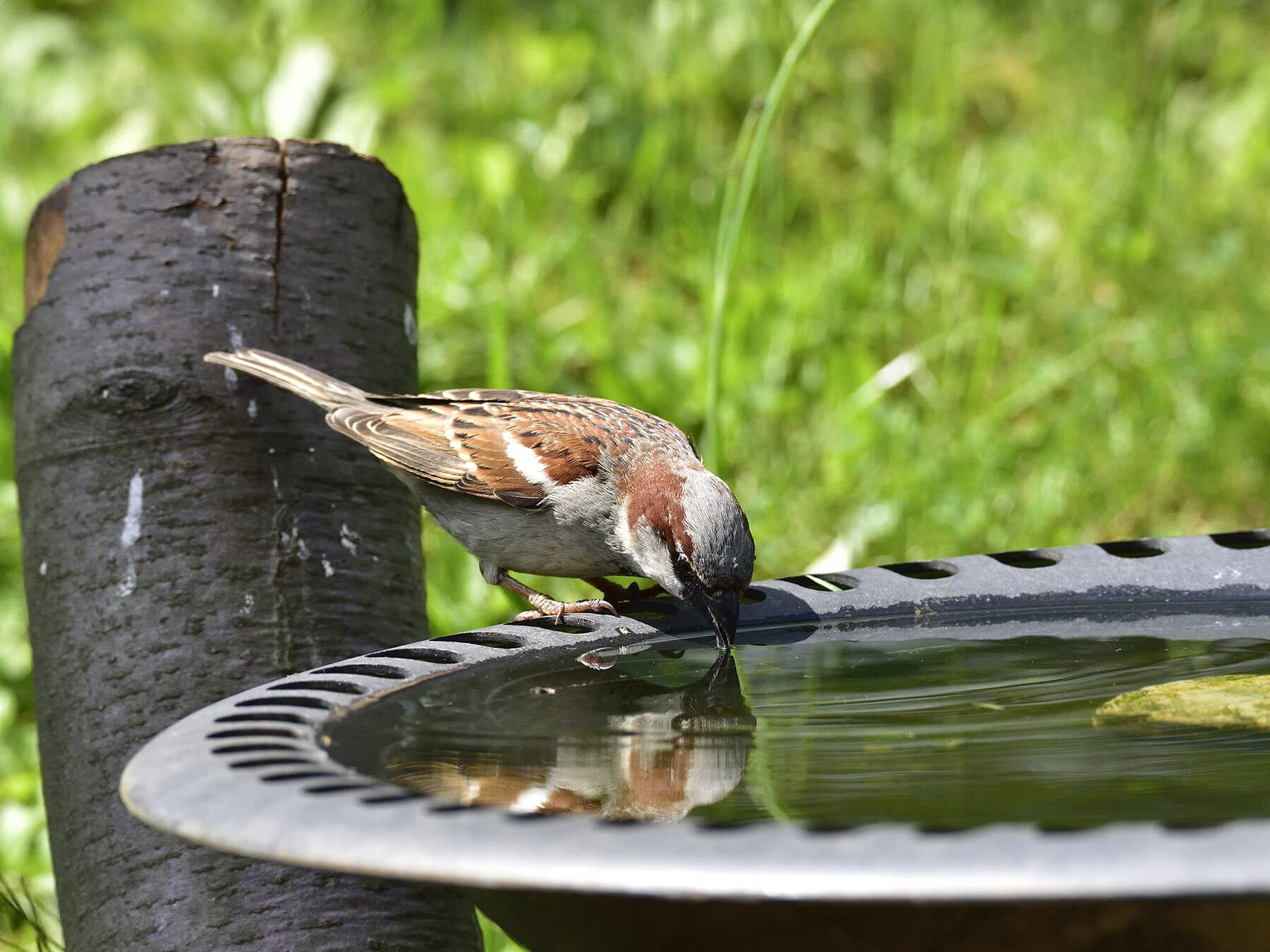 A House Sparrow drinking at a bird bath