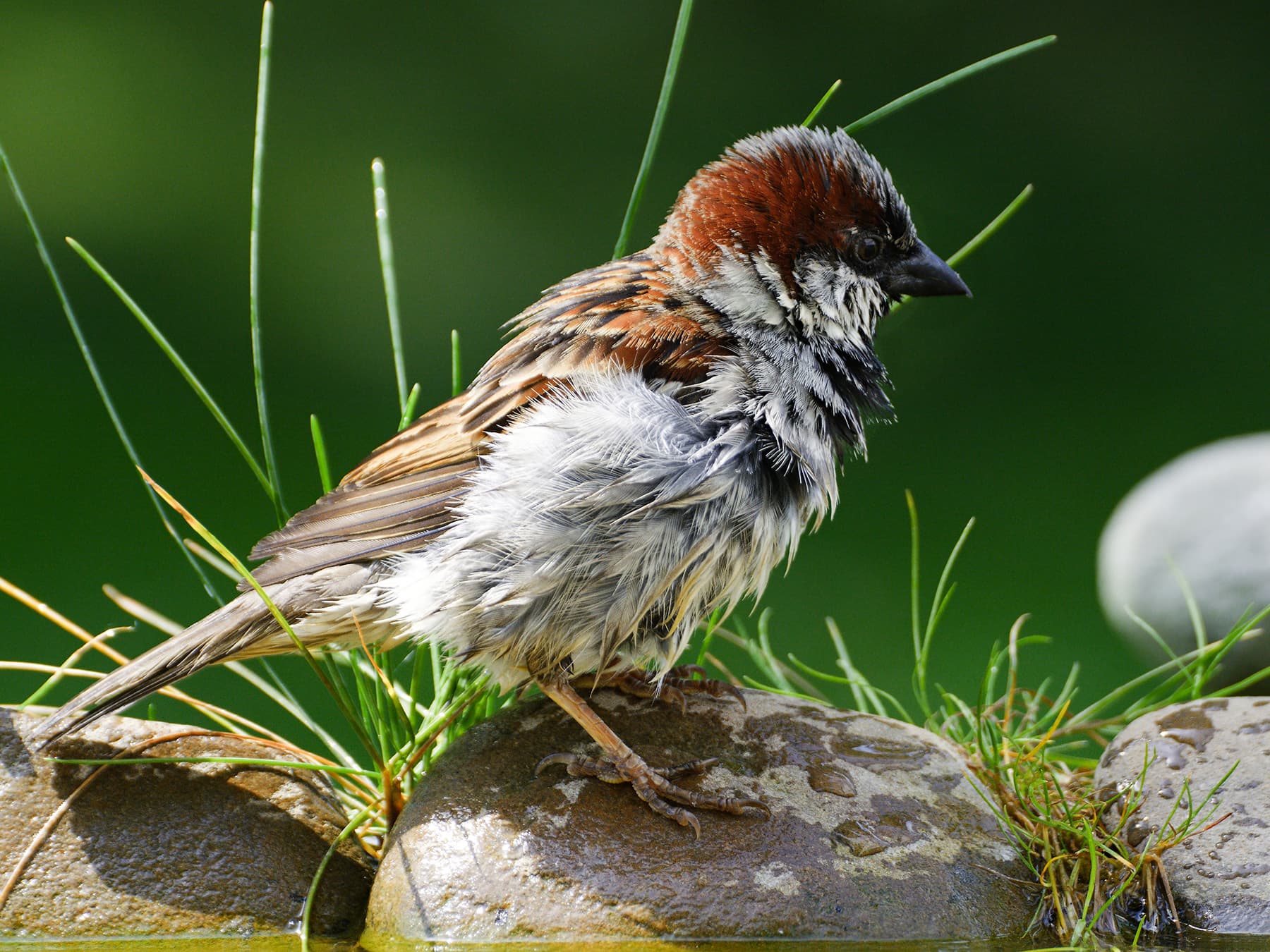 House Sparrow perching on a stone next to a watering hole