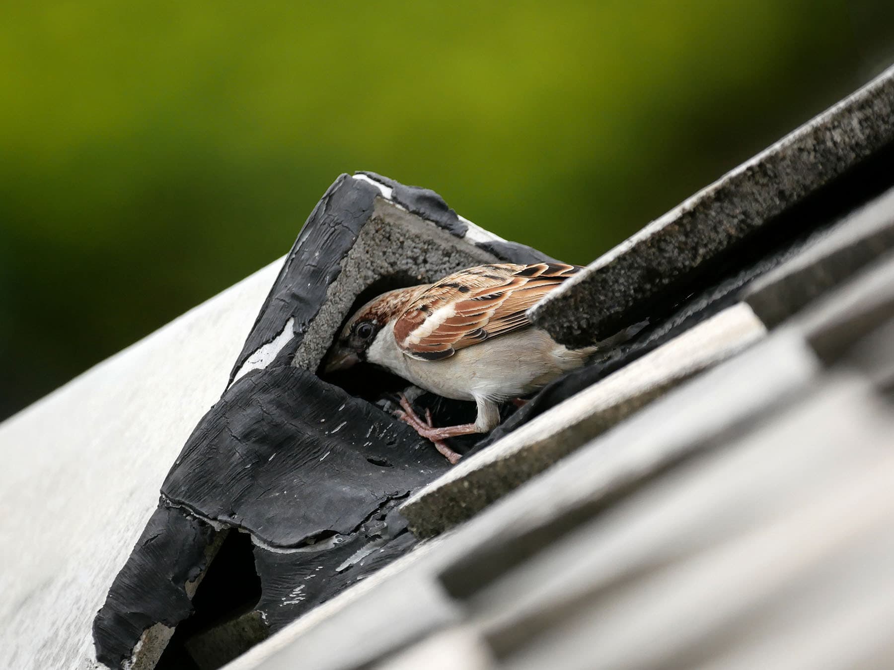 A House Sparrow under roof tiles: a sparrow upon the house top