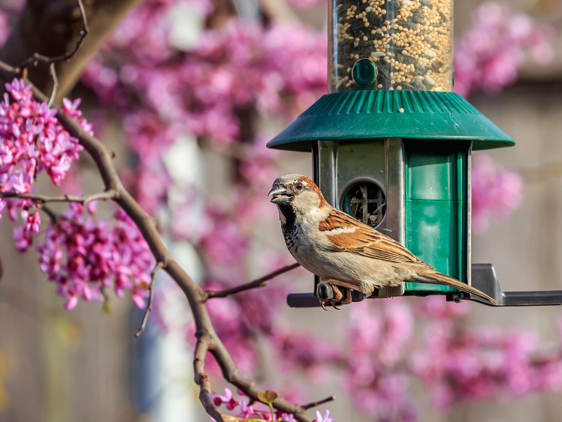 House sparrow on bird feeder
