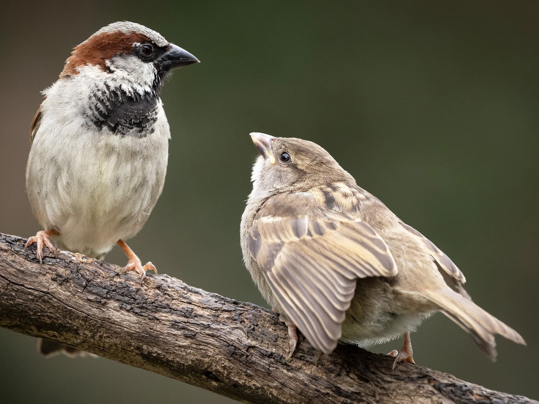 Male (left) and female (right) House Sparrows