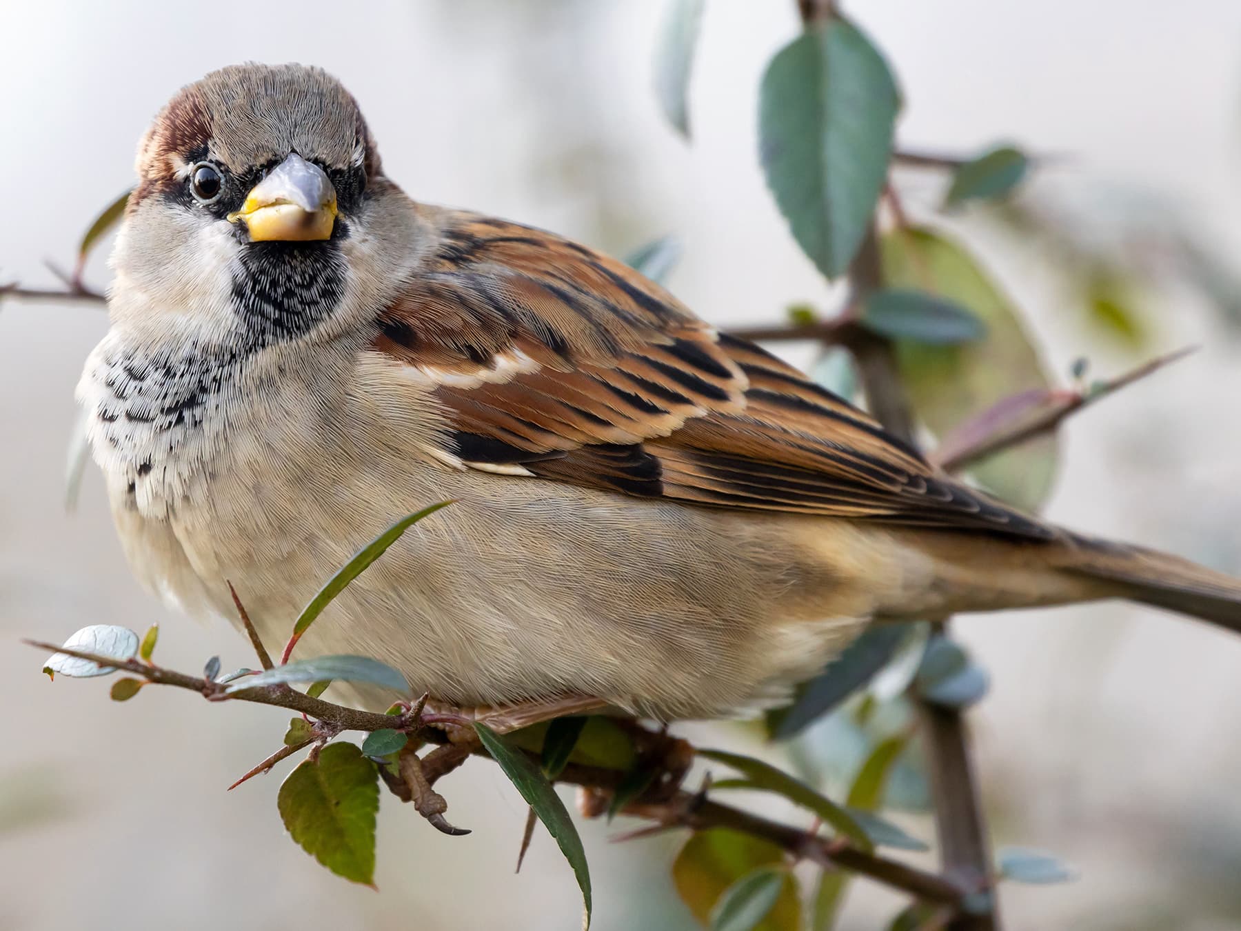 House Sparrow perching on a thorny branch