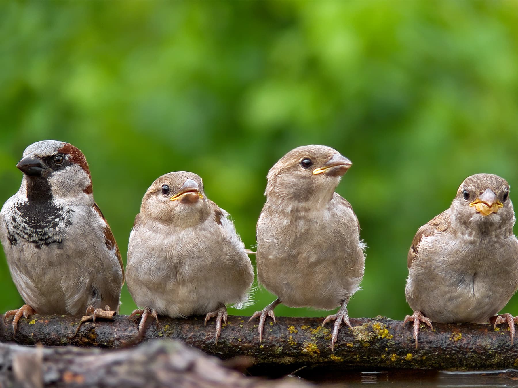 House sparrow perching with young