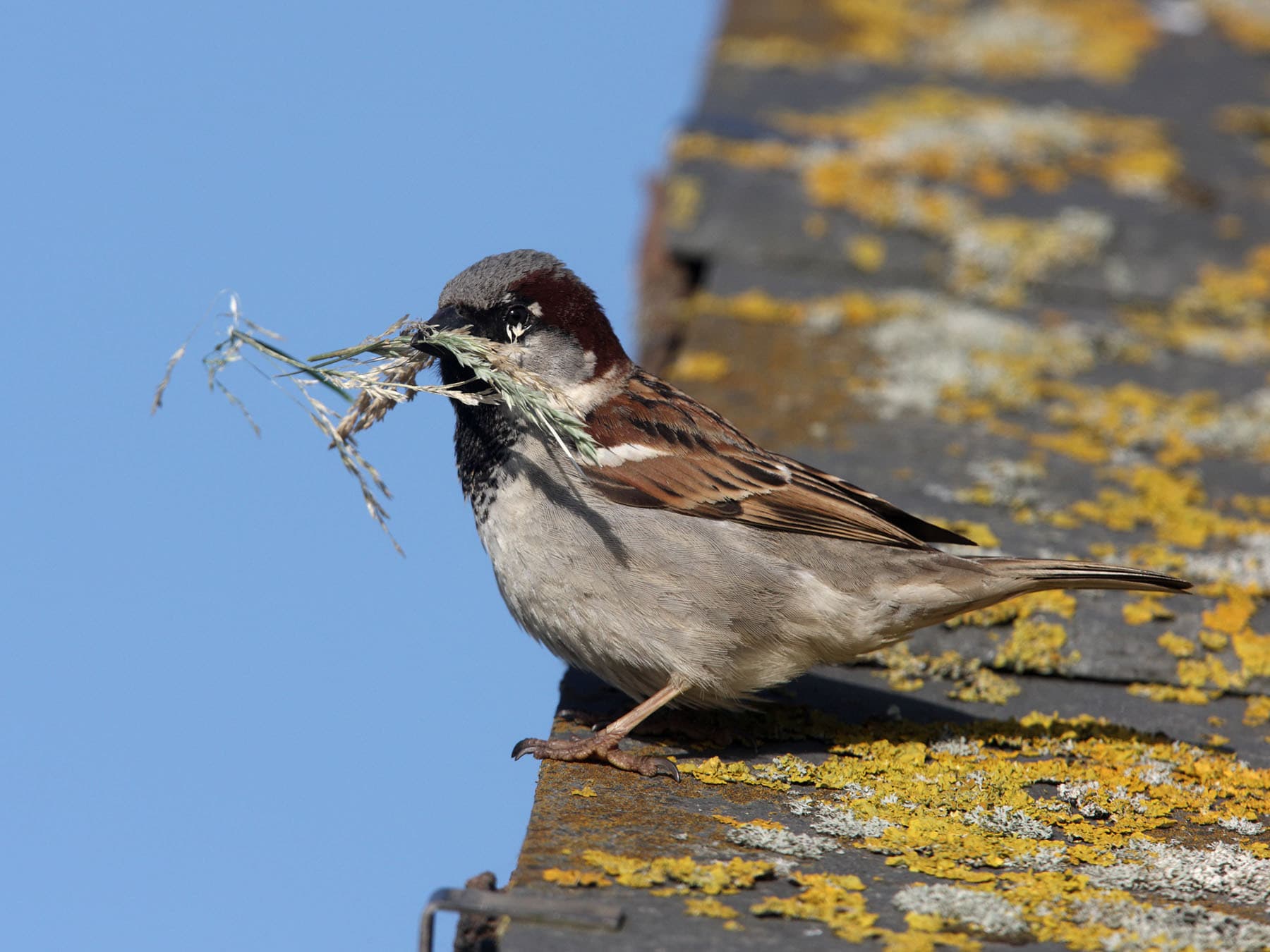 A male House Sparrow on a lichen-covered roof with a bill full of nest material