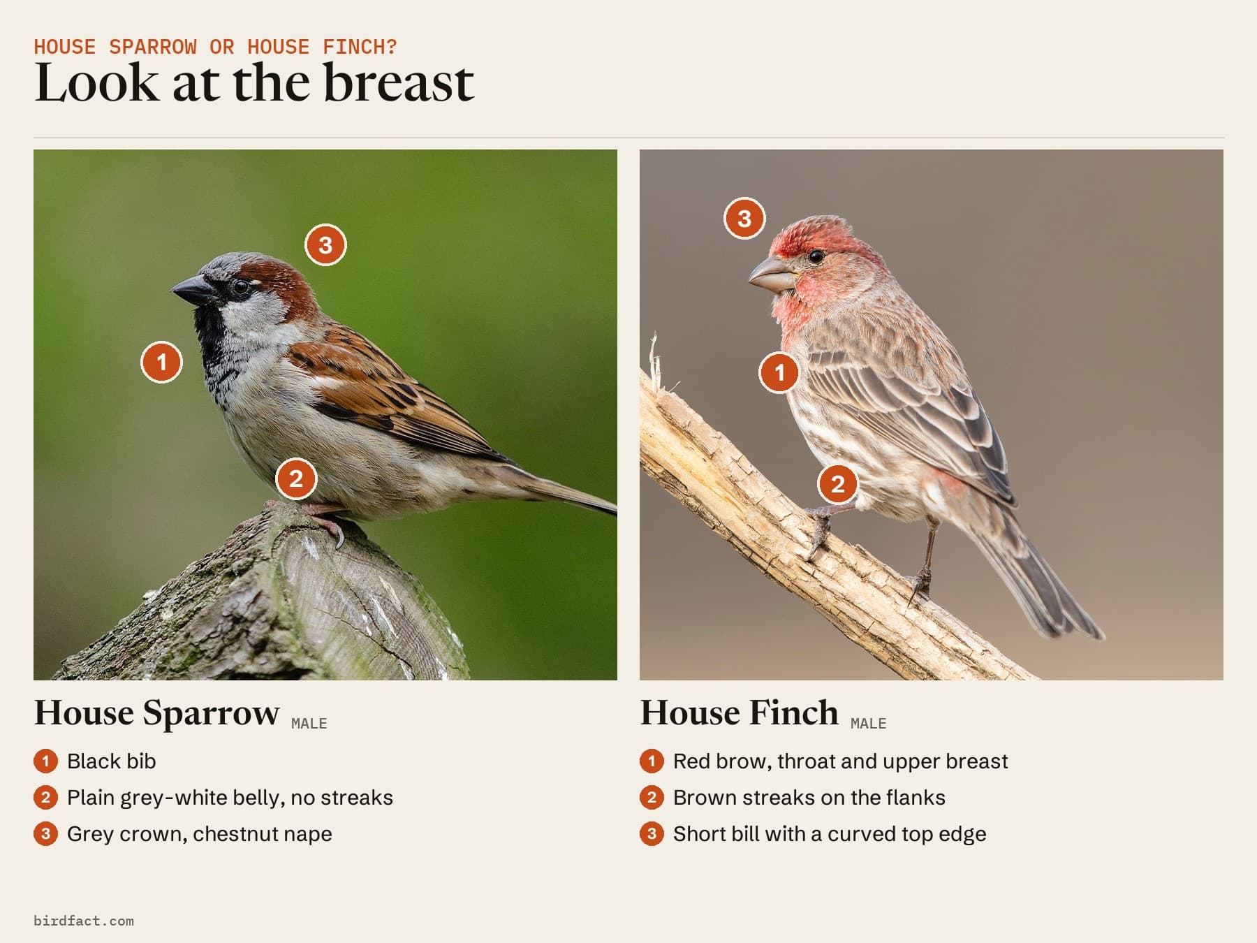Comparison card, photos of a House Sparrow (male) on the left and a House Finch (male) on the right, headed 'Look at the breast'. House Sparrow: black bib; plain grey-white belly, no streaks; grey crown, chestnut nape. House Finch: red brow, throat and upper breast; brown streaks on the flanks; short bill with a curved top edge.
