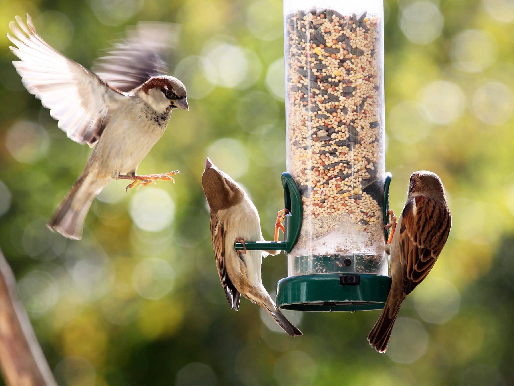 House sparrows at garden bird feeder