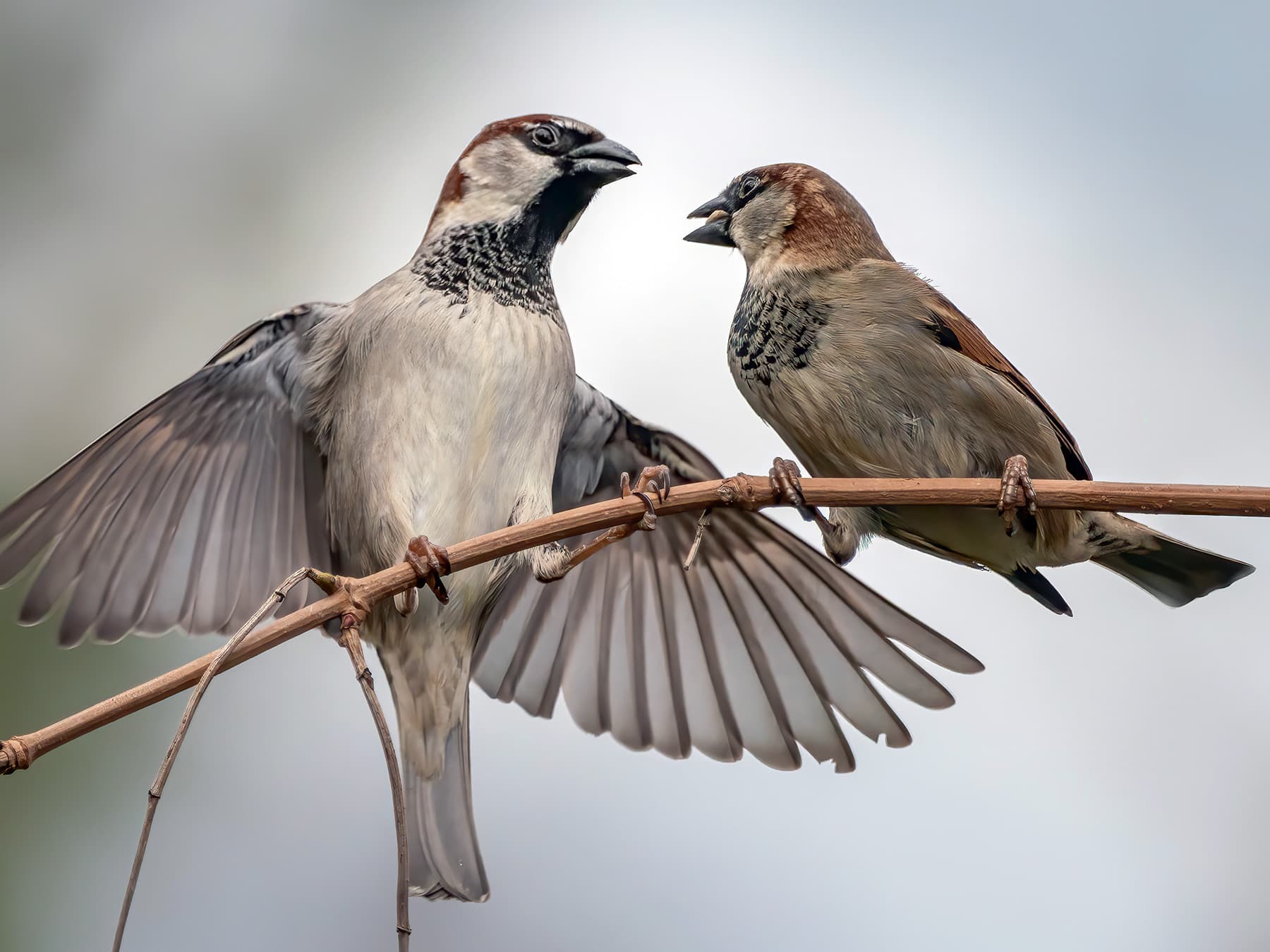 Two House Sparrows in a slight conflict