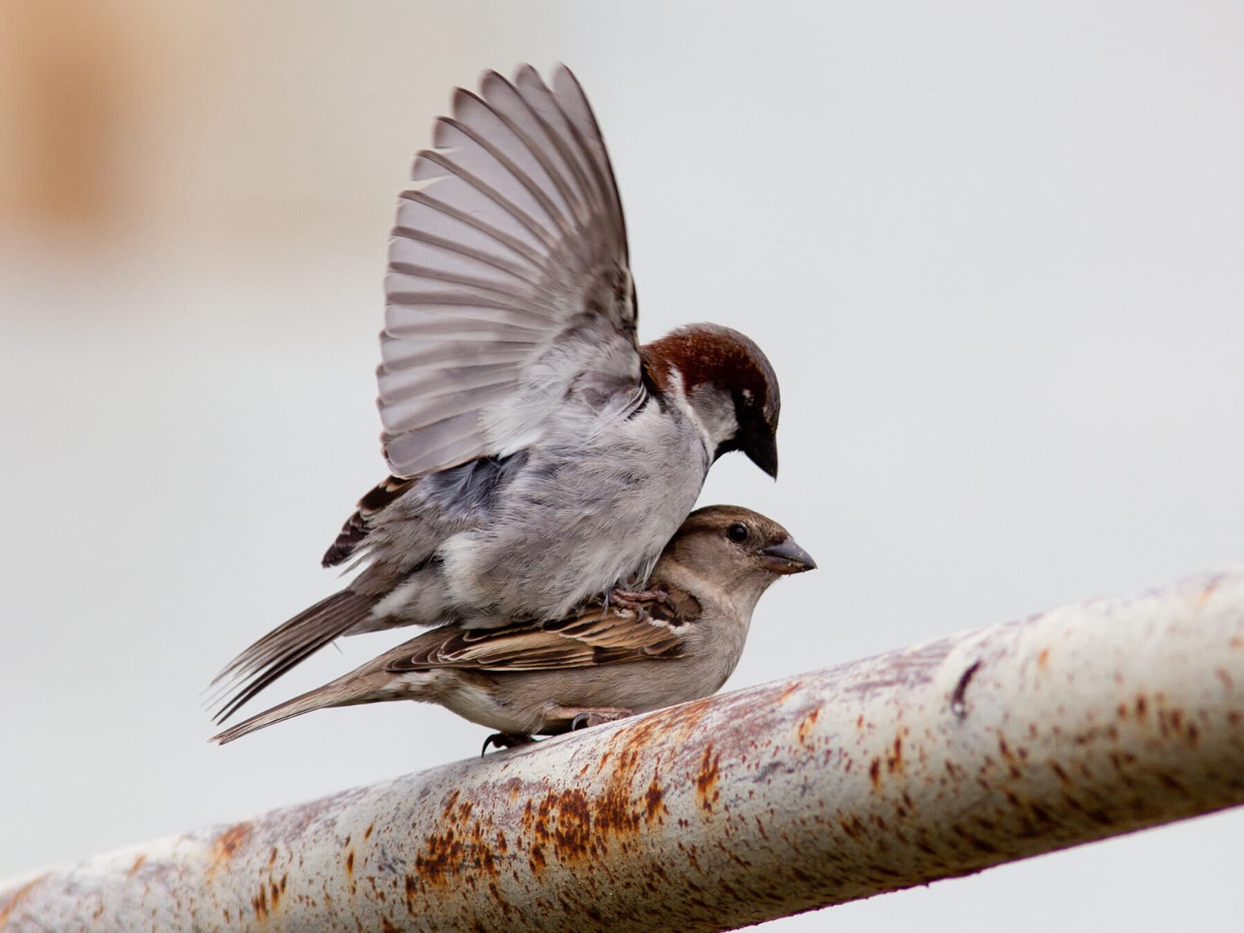House sparrows mating