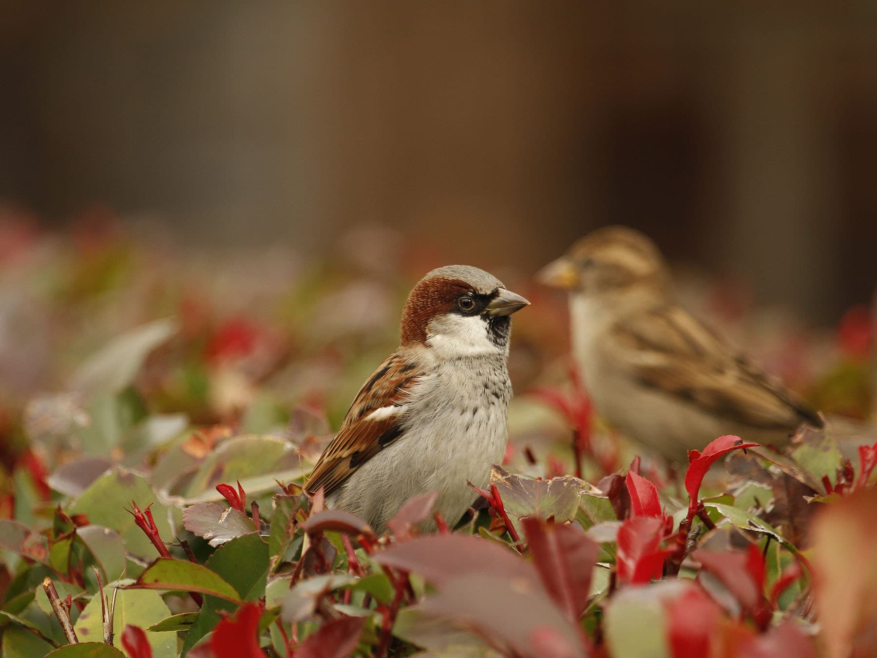 A male House Sparrow and a female in a garden shrub
