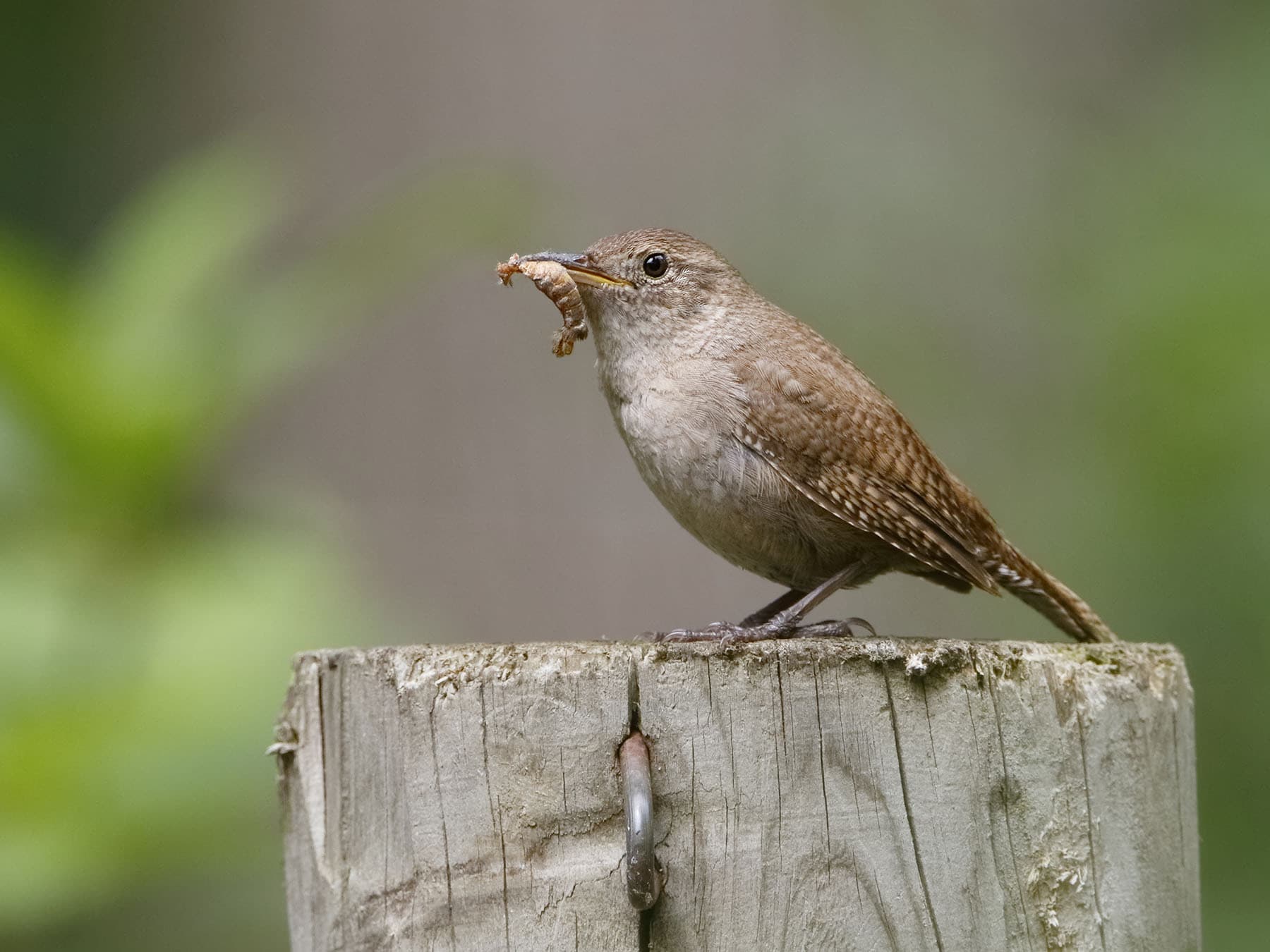 House wren feeding