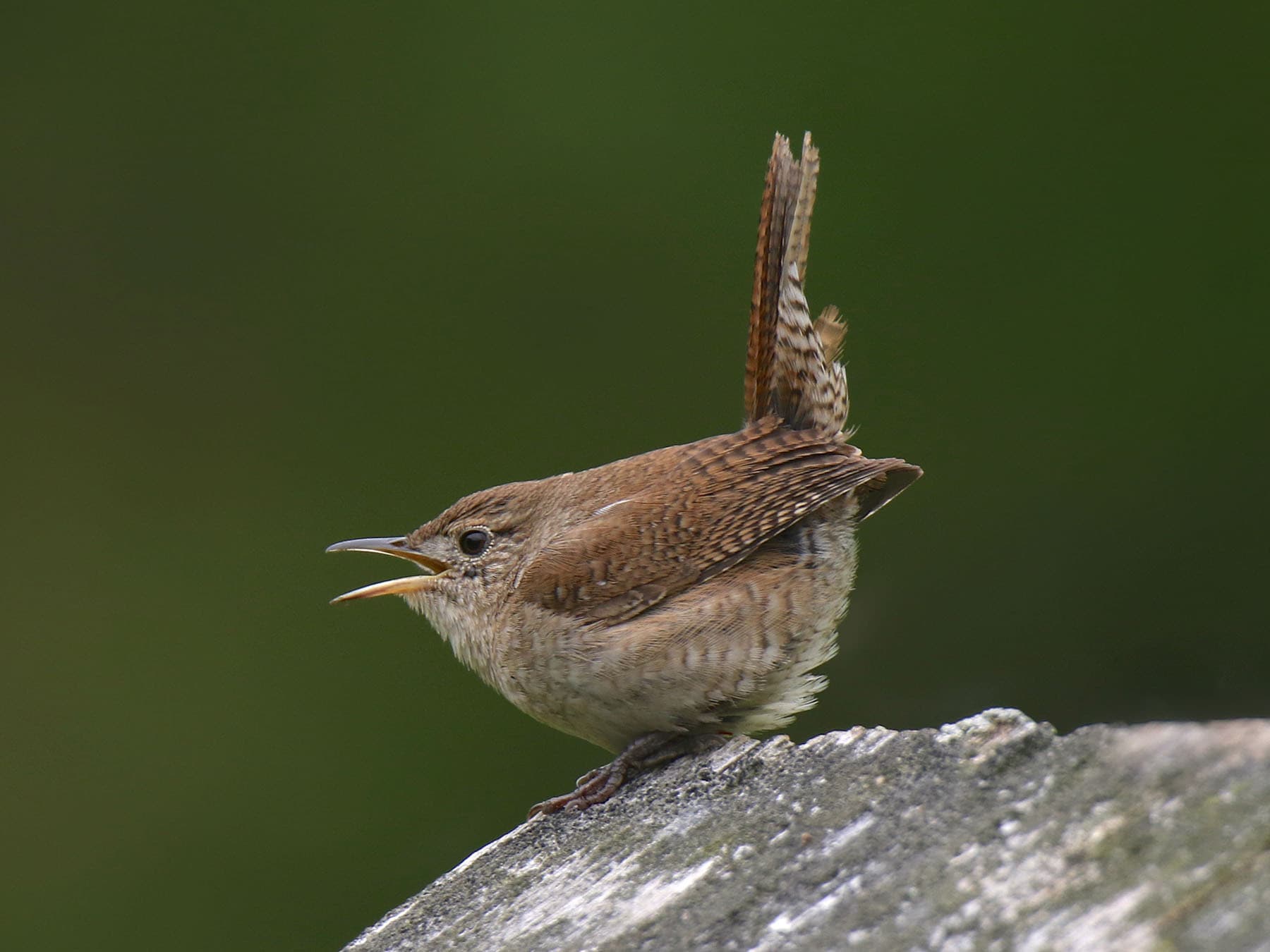 House wren female