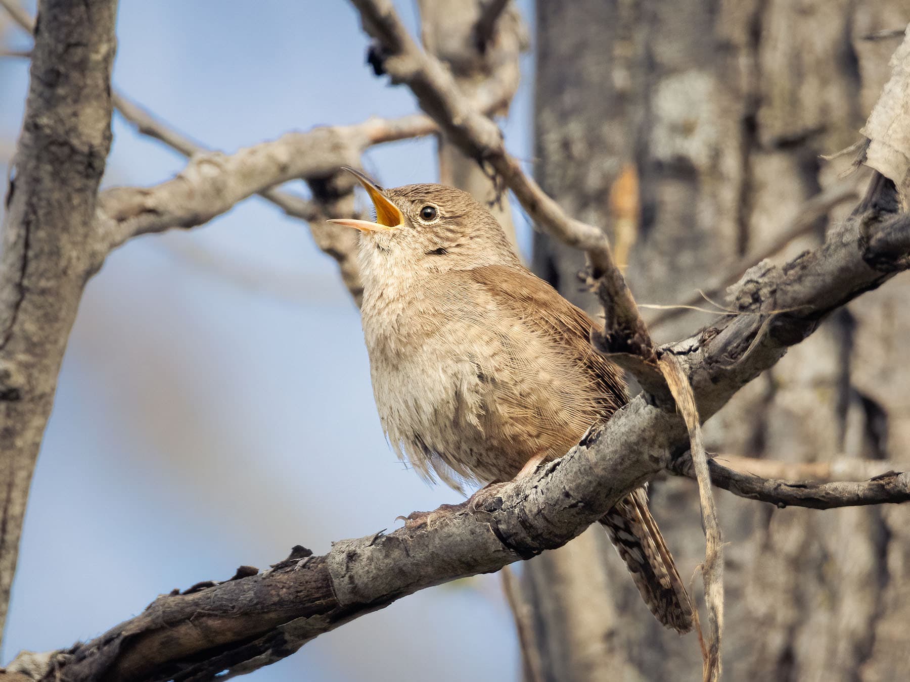 House wren singing